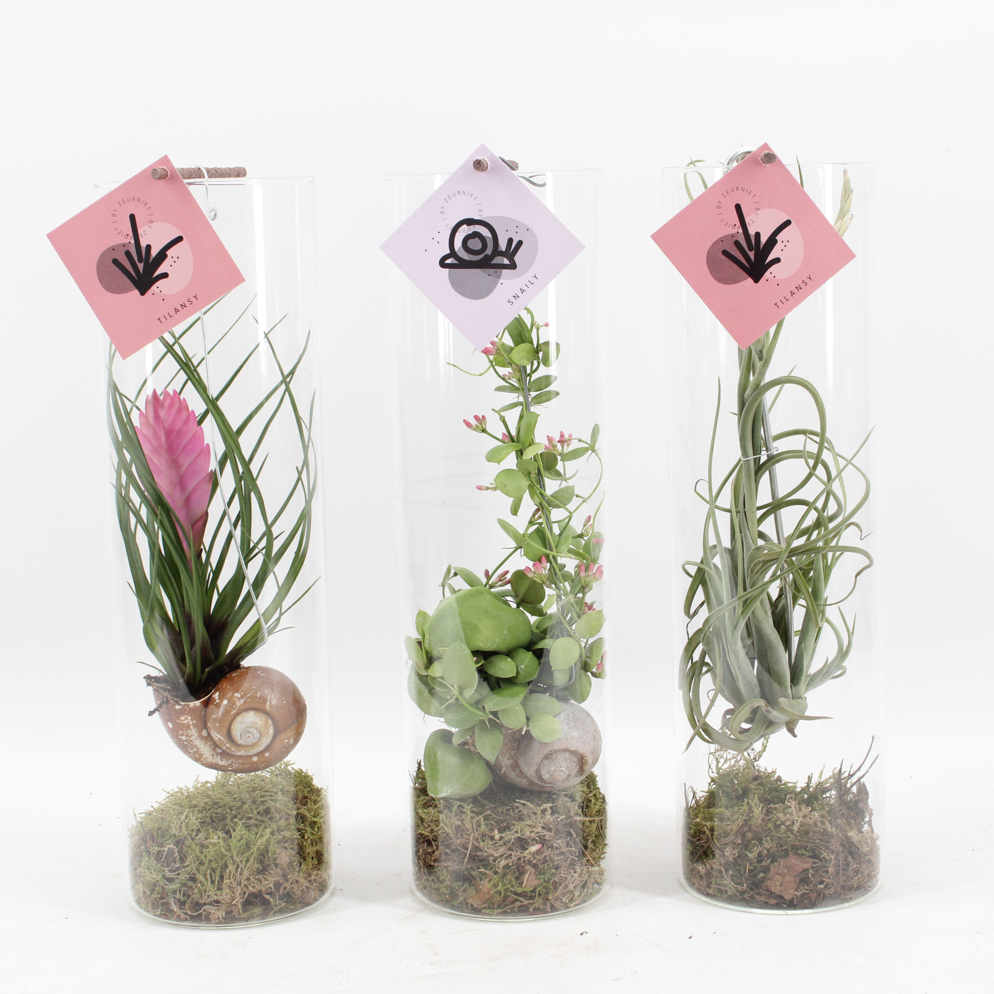 Snaily Mix - Dischidia en Tillandsia, D 11 cm