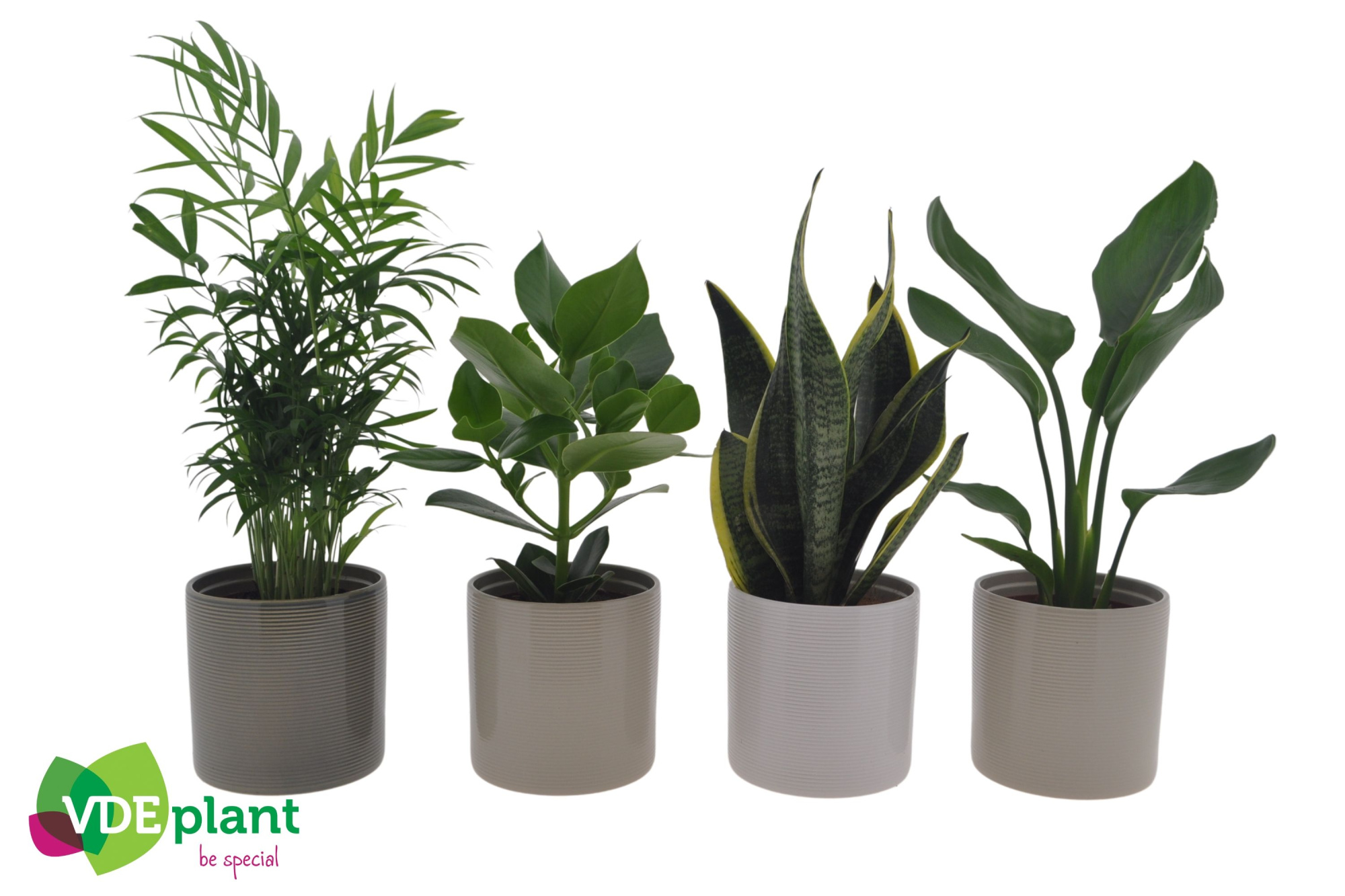 Easy Care mix in Havana mix 12cm, D 12 cm