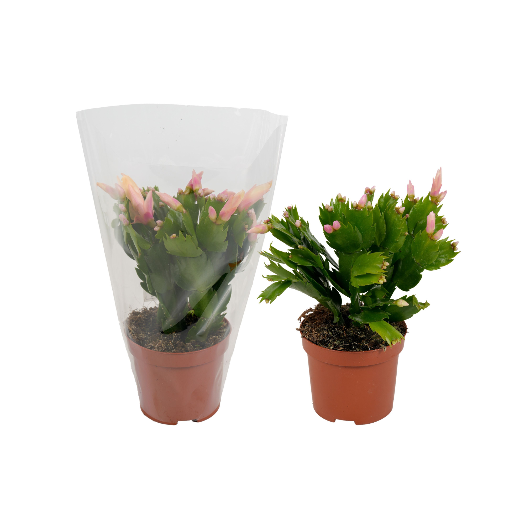 Schlumbergera 9 cm oranje blanco-hoes, D 9 cm