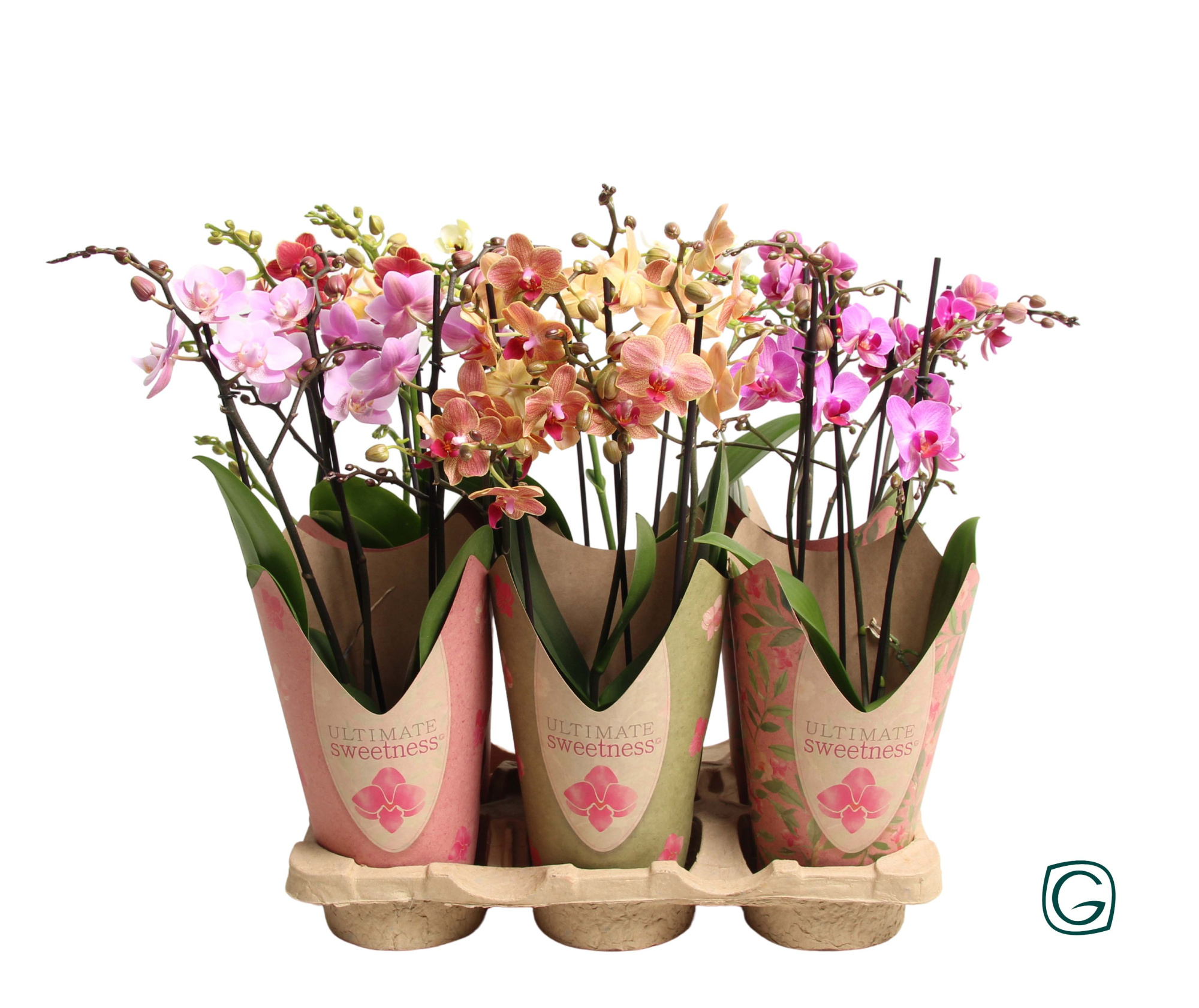 Multiflora 3tk mix potcover Ultimate Sweetness, D 12 cm