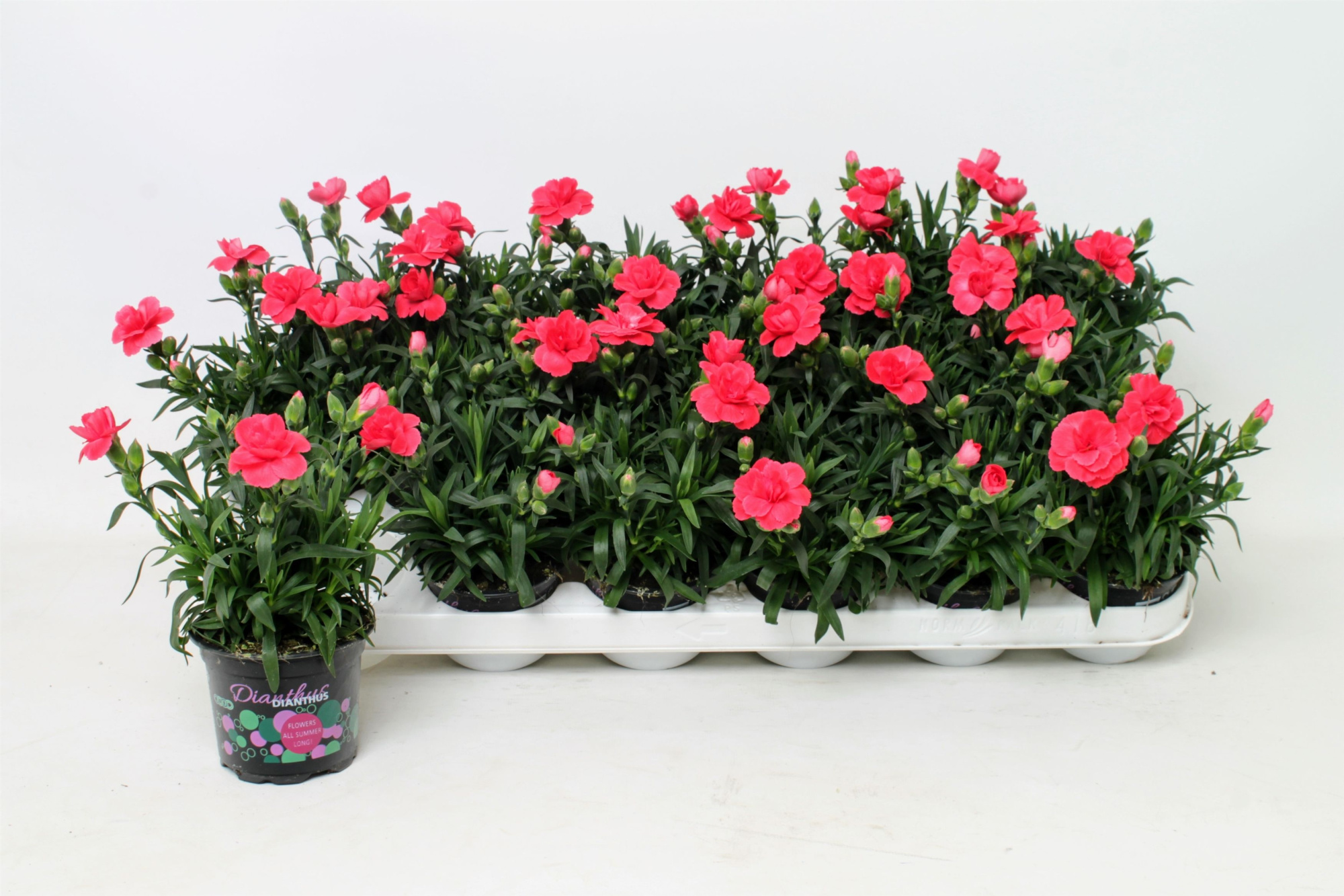 Dianthus Oscar Red, D 9