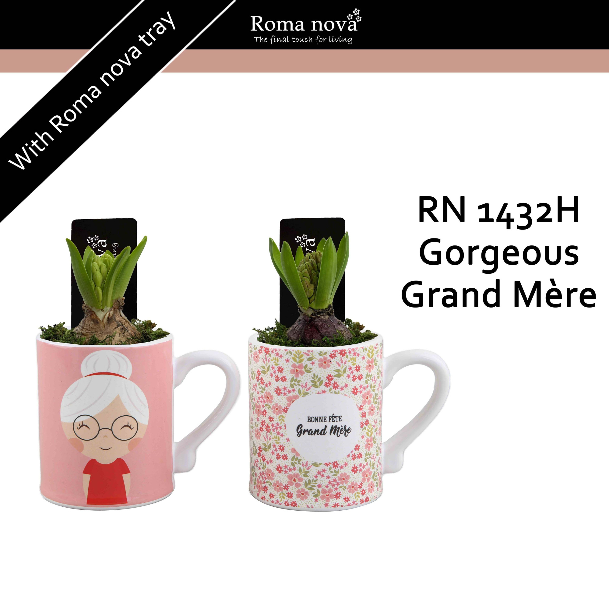 1432H - Gorgeous Grand Mère (Hyacint), D 12