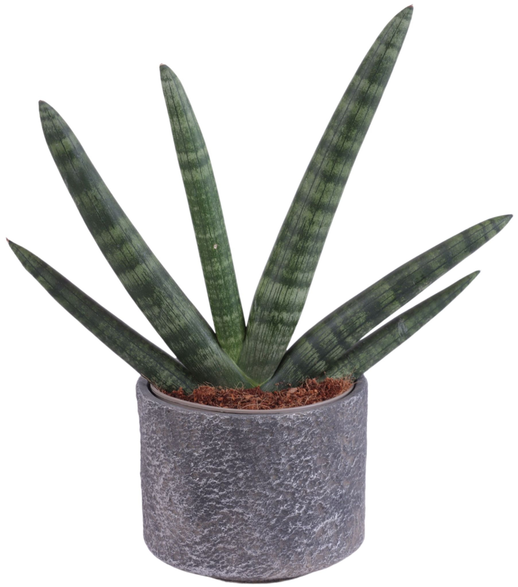 Sansevieria Cylindrica Handshake in Ø14cm Ceramic NT566, D 14