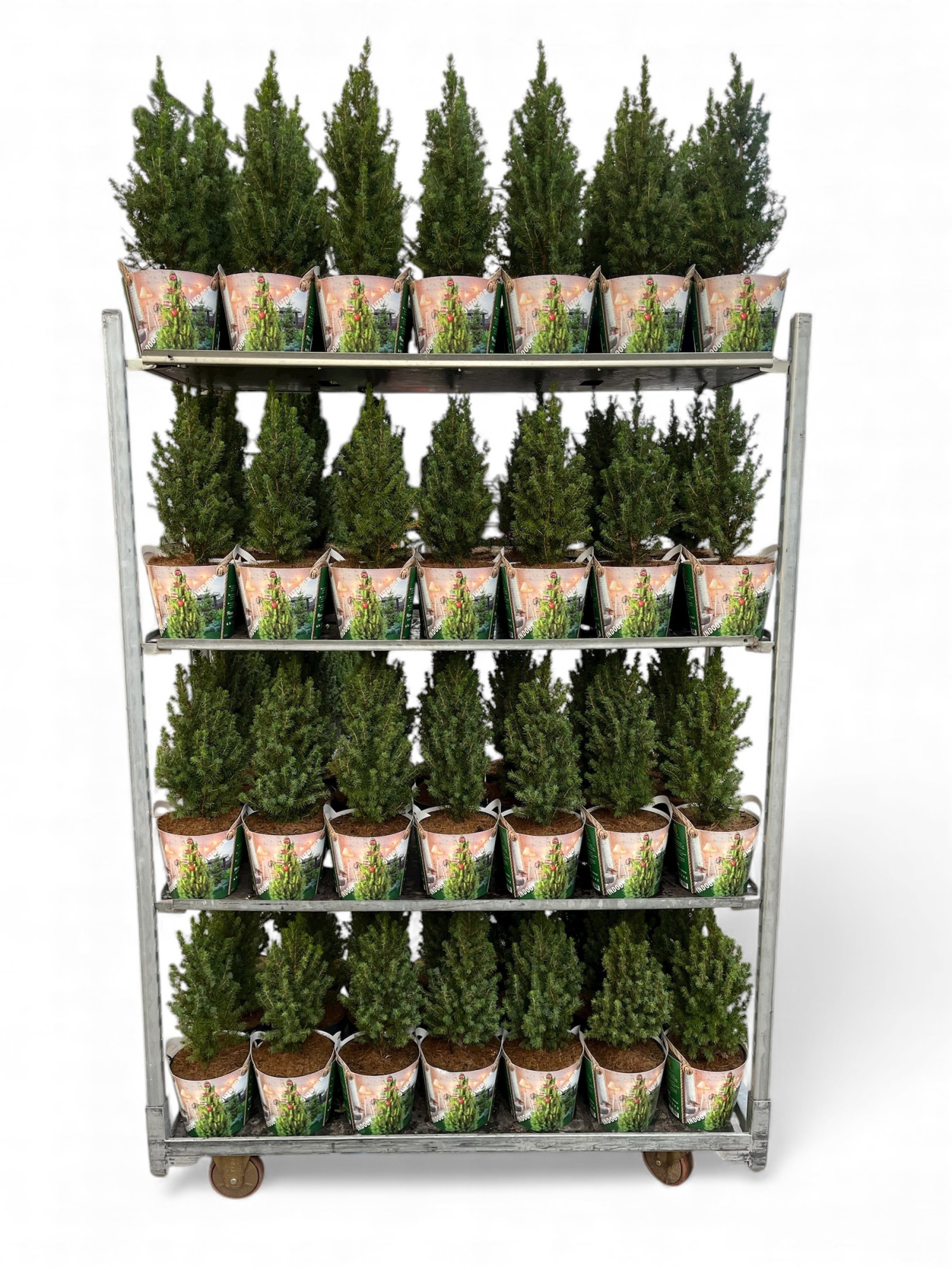 Picea glauca Conica 50-55 met potcover C3, D 19 cm
