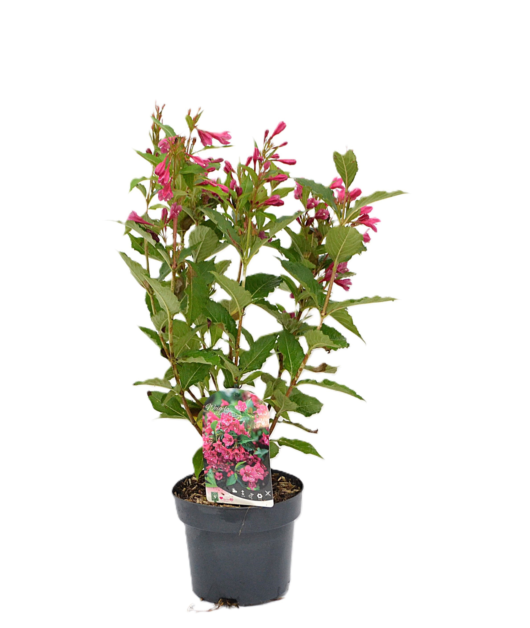 Weigela Big Love C3, D 19