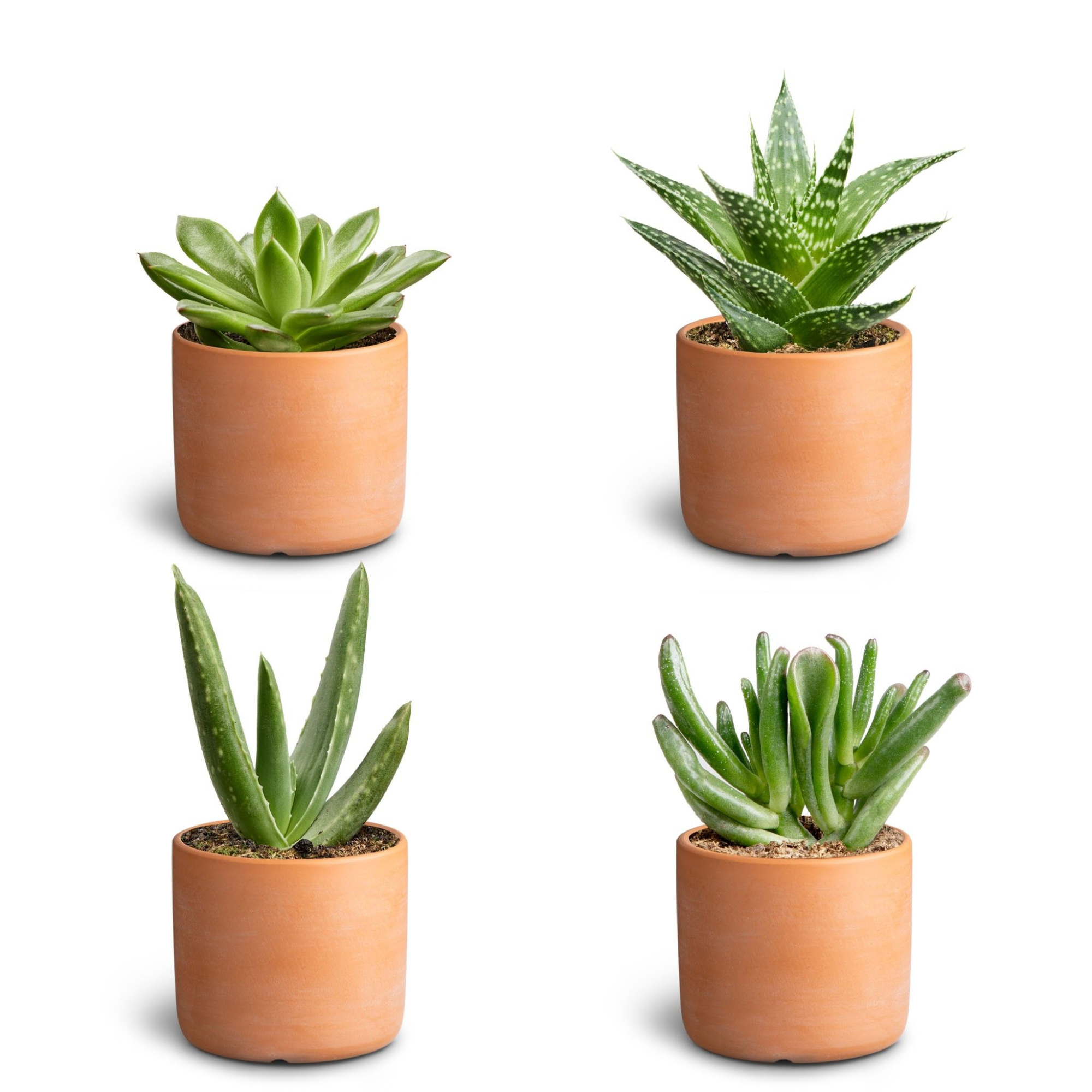 Raw Terracotta, Succulent Collection, D 7 cm