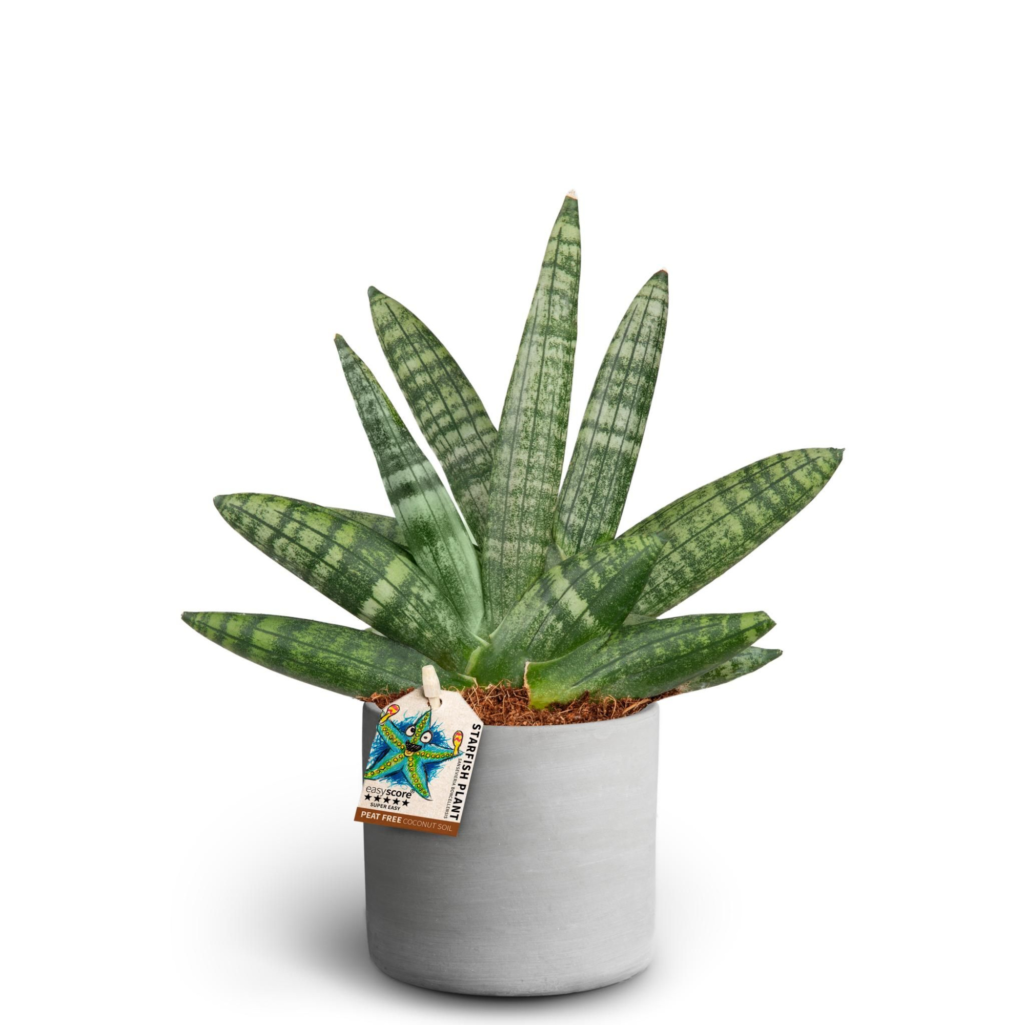 Raw Grey, Sansevieria Boncellensis, D 10 cm