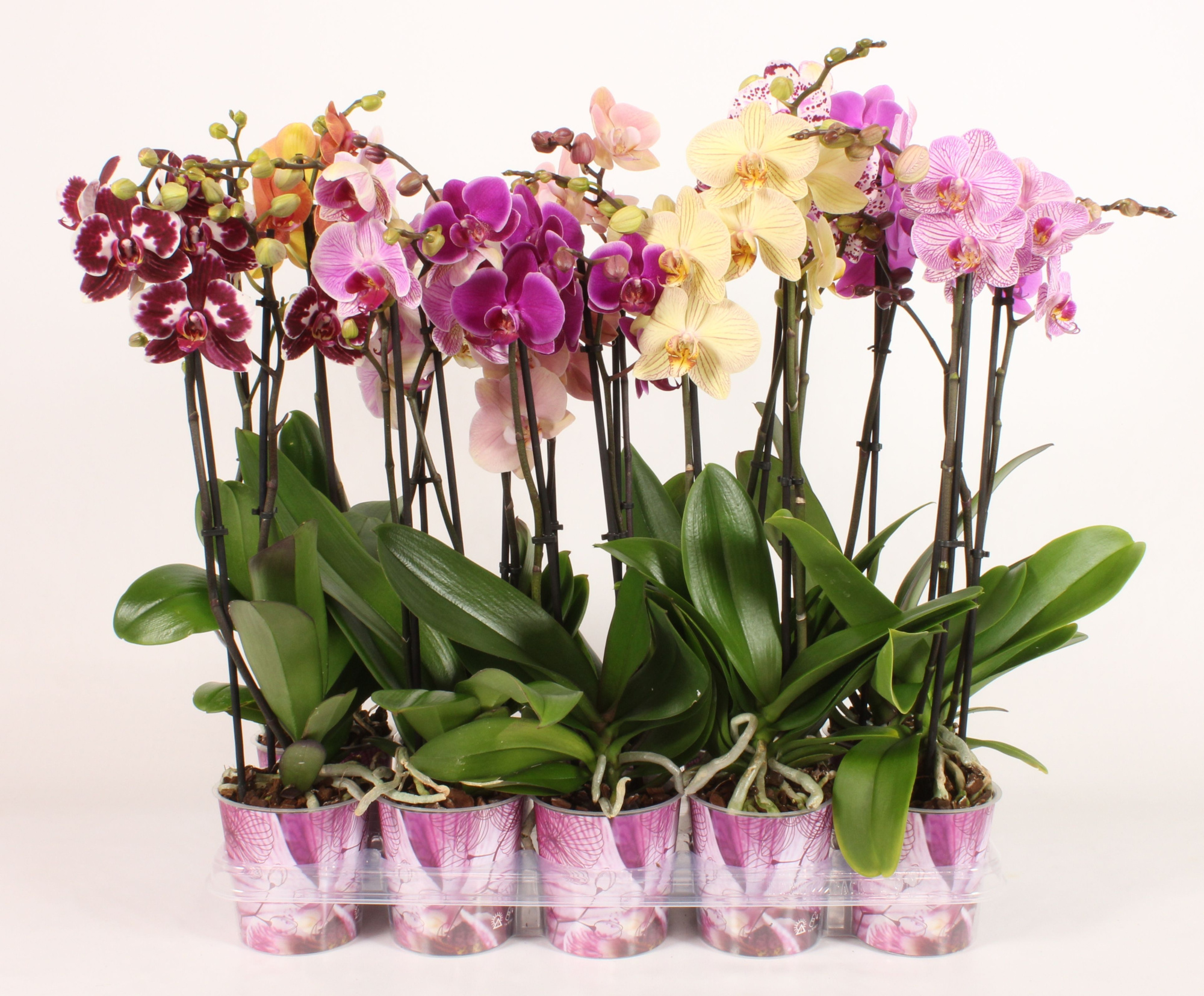 Phalaenopsis 2 tak, D 12