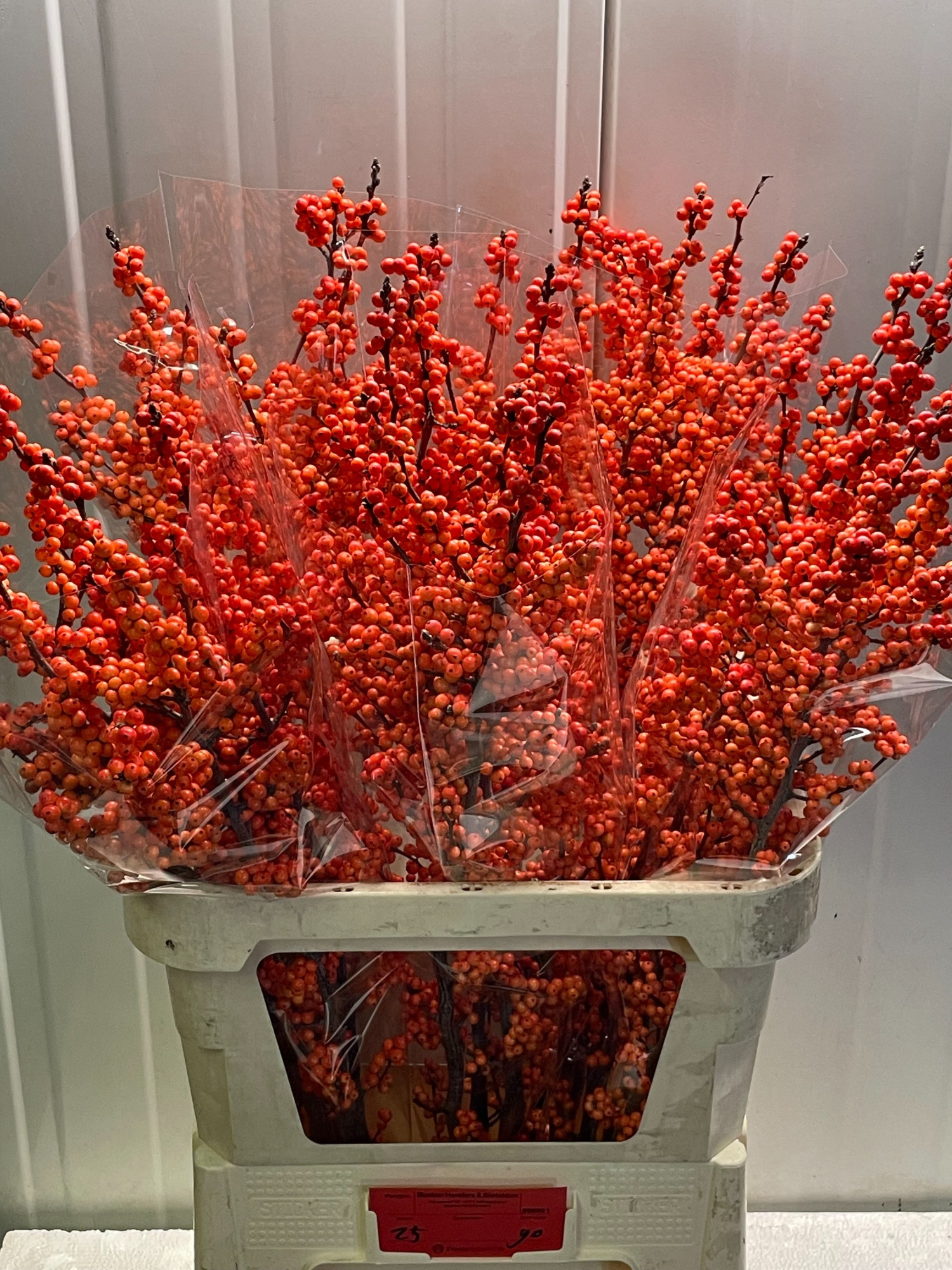 Илекс Винтер Голд 90, шт.