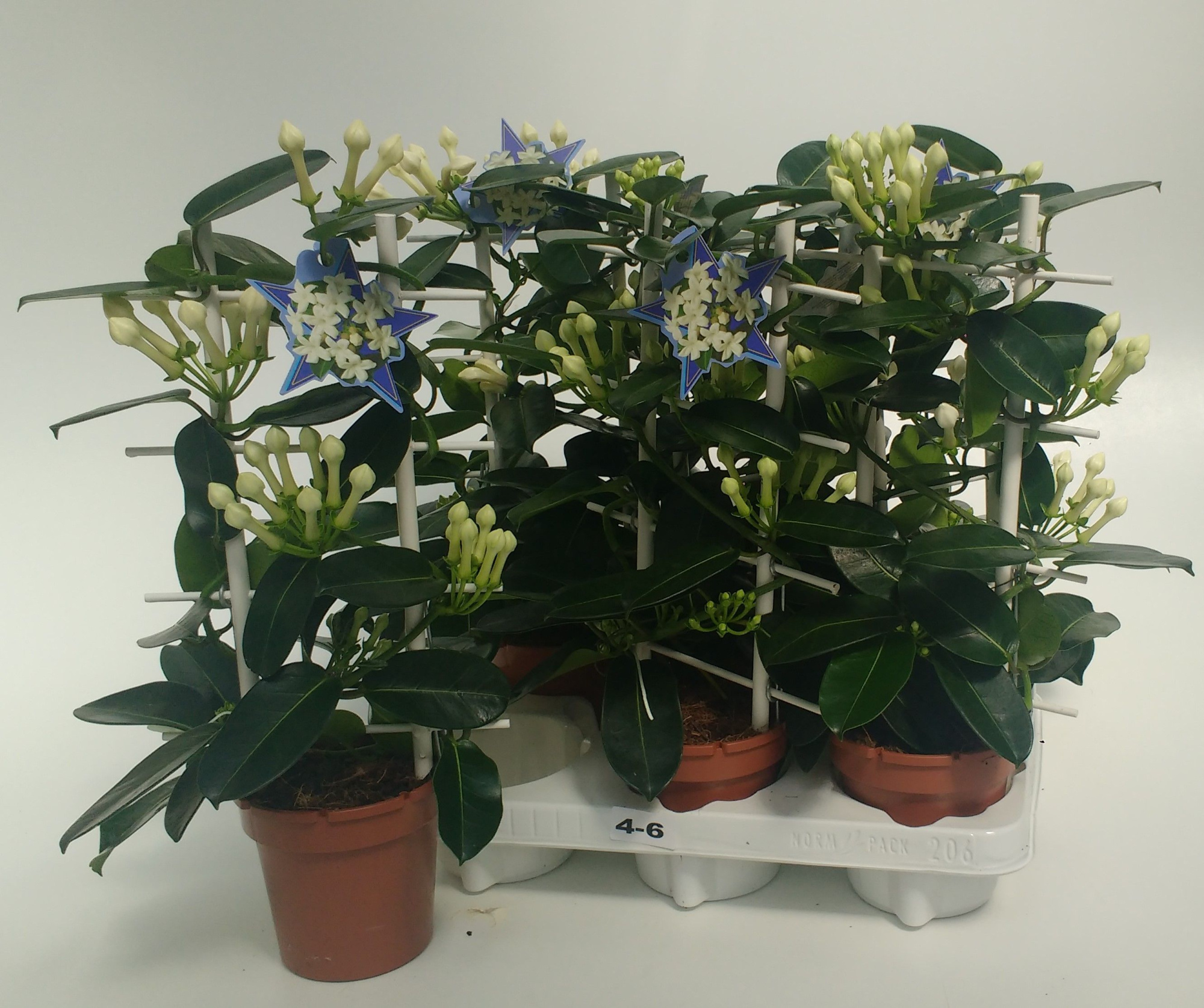 Steph.Romance 4-6, D 12 cm