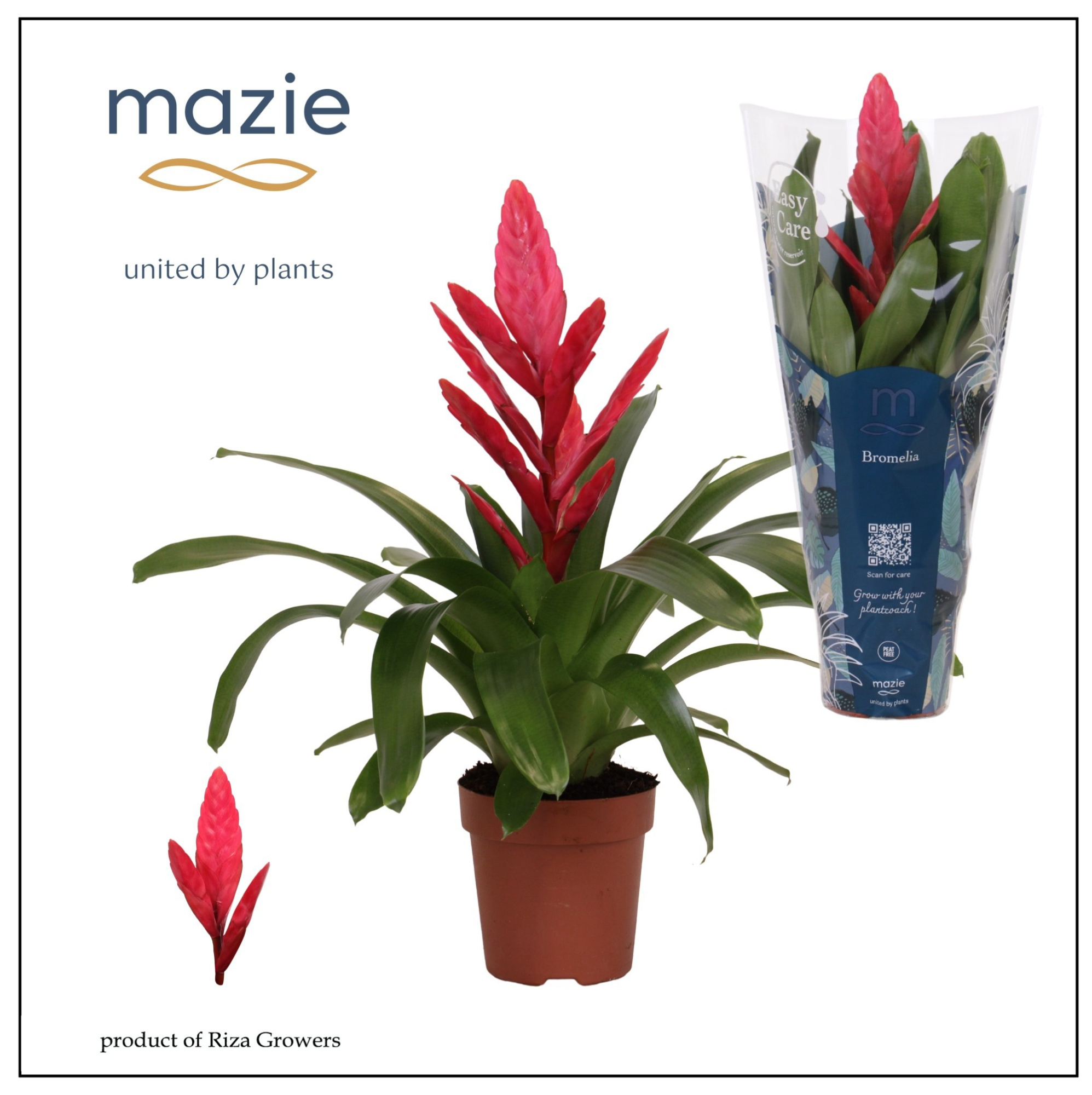 Vriesea Intenso Pink - 12cm | Mazie, D 12