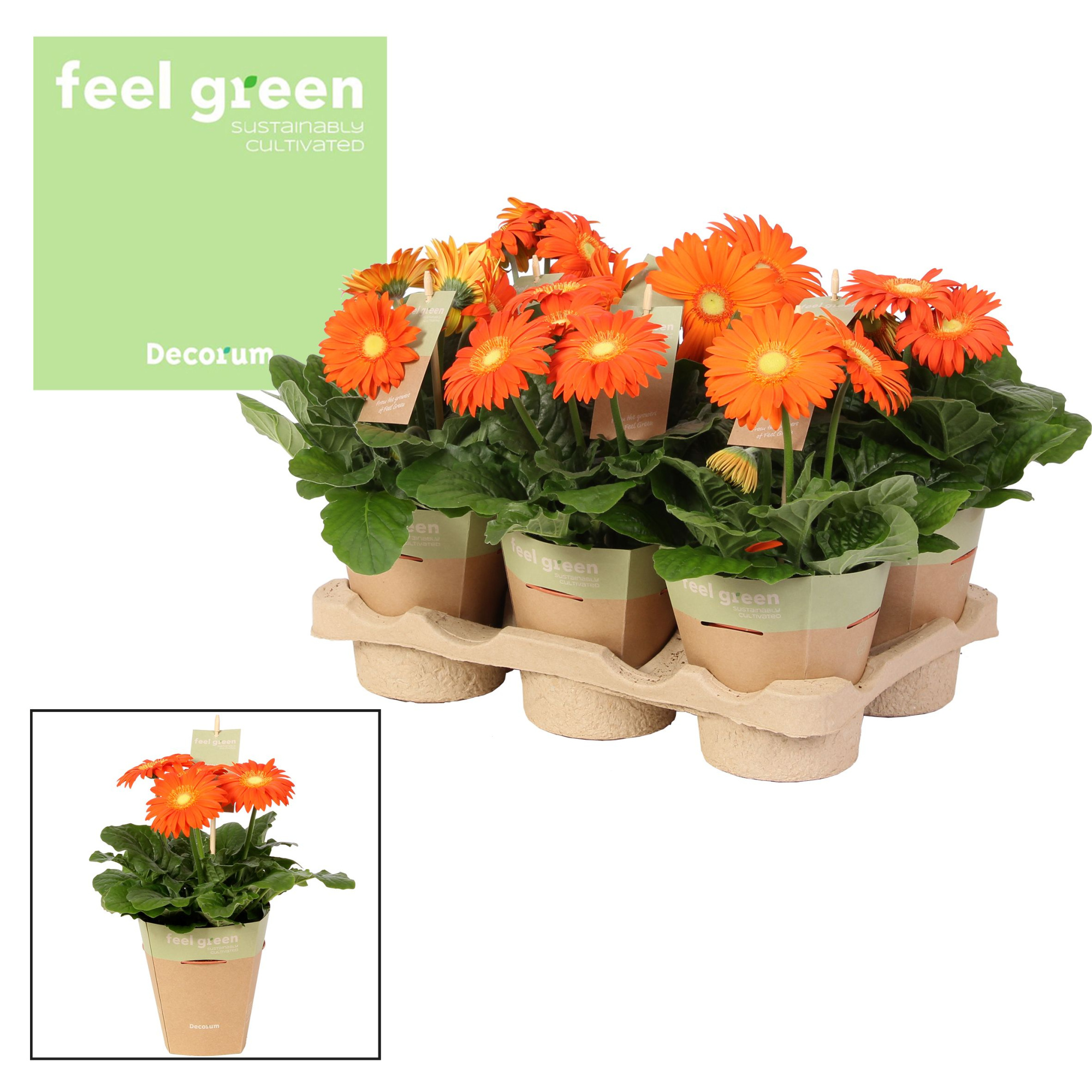 Gerbera oranje tinten 2+ bl. Feel Green, nature pc Decorum, D 12 cm