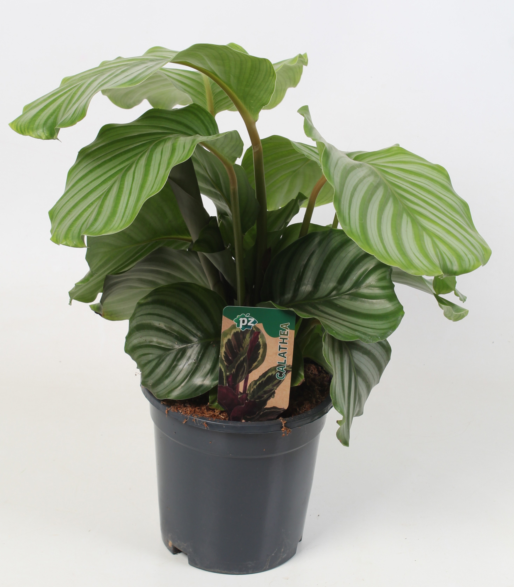 Calathea Orbifolia 21 cm, D 21 cm