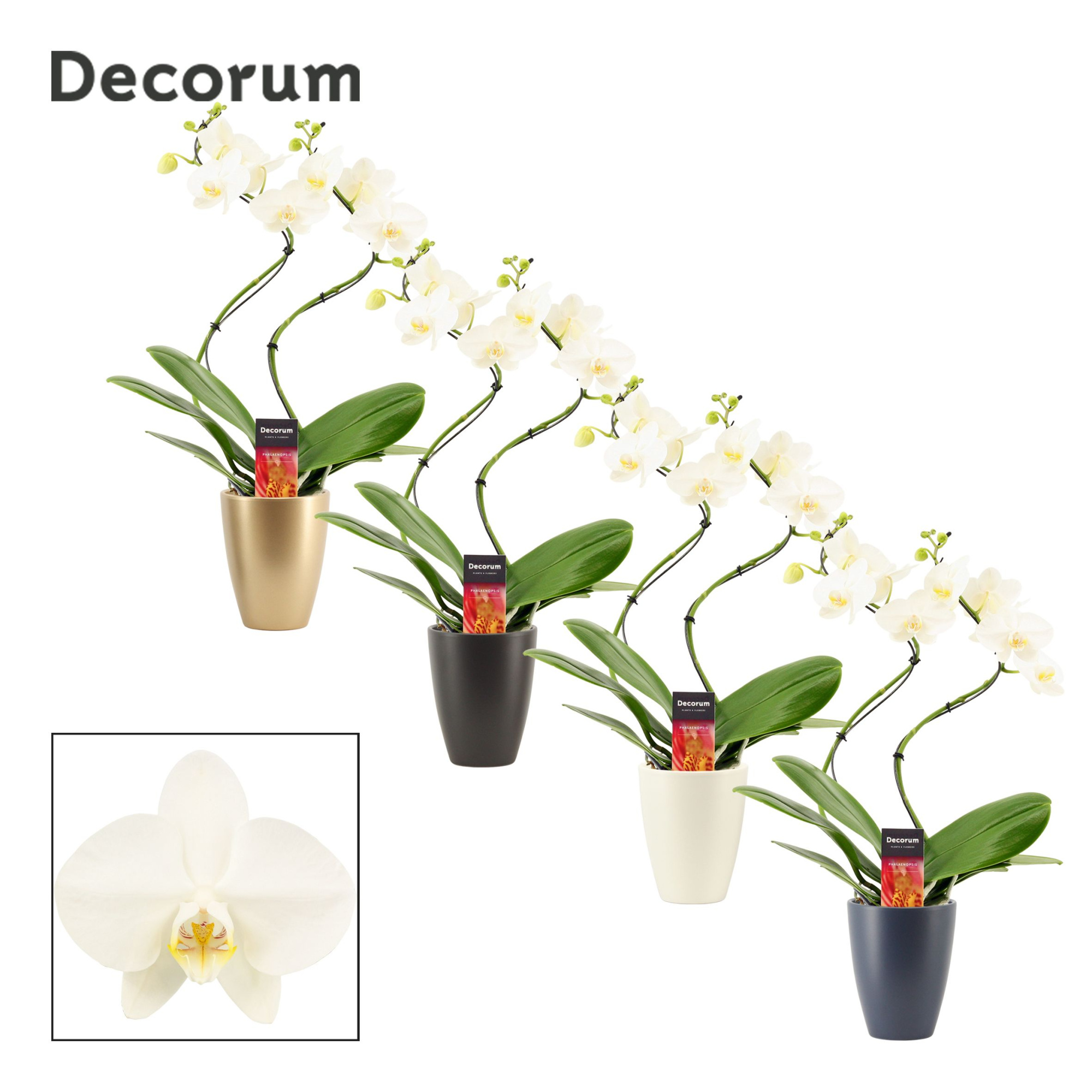 Phalaenopsis hurricane wit in Carly (Neo Architect-collection), D 12 cm