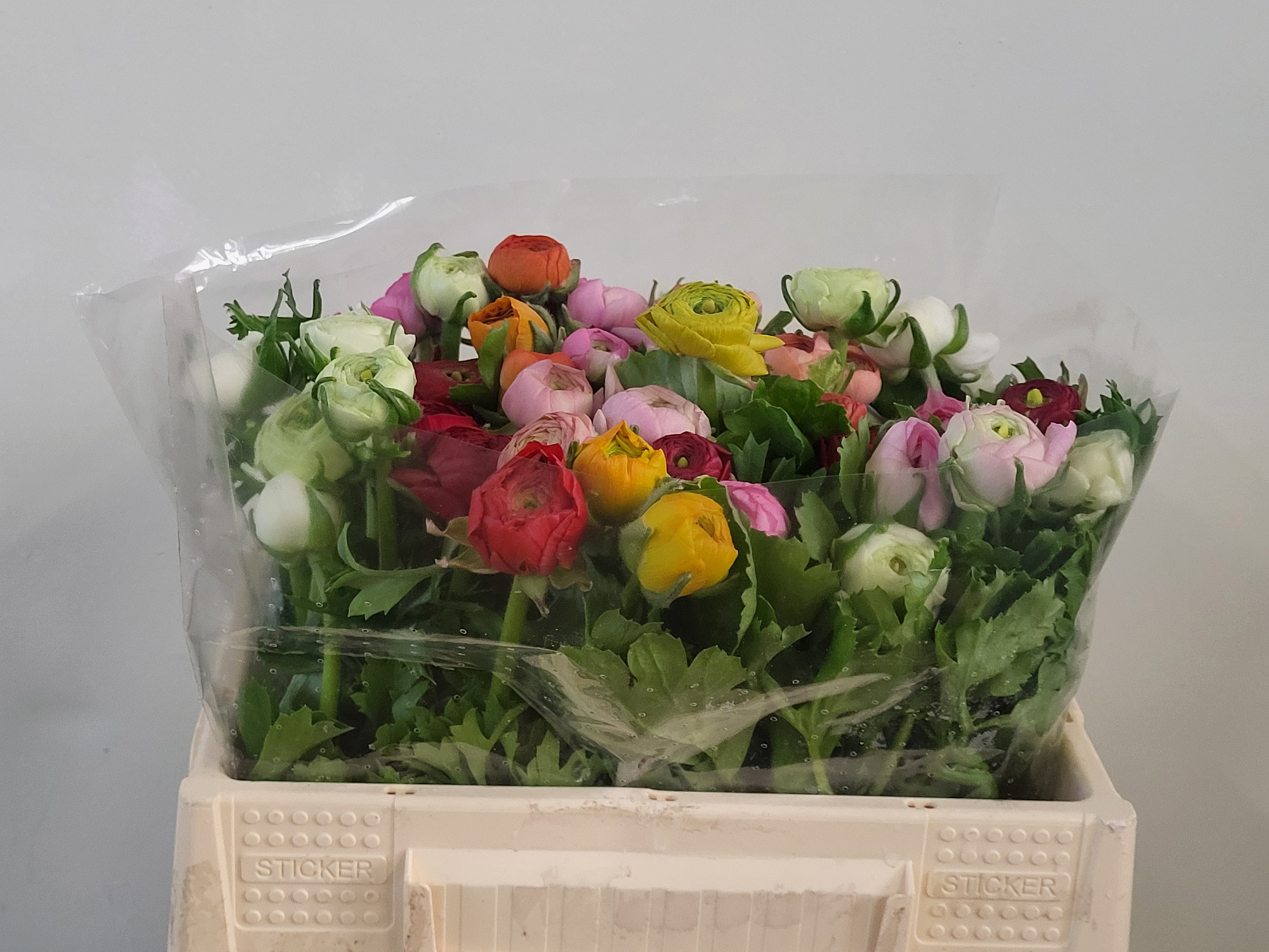 Ранункулус Микс в пачке 40, шт.