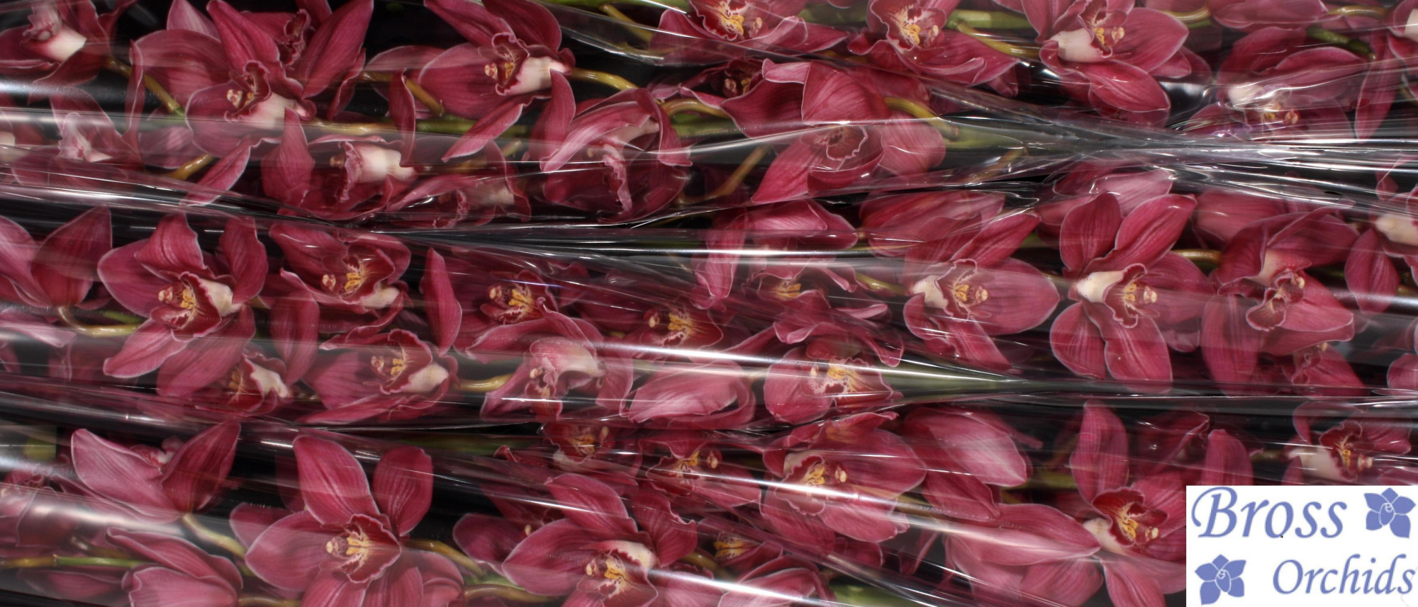 Цимбидиум Миссис Мари Клэр x6 80, шт.