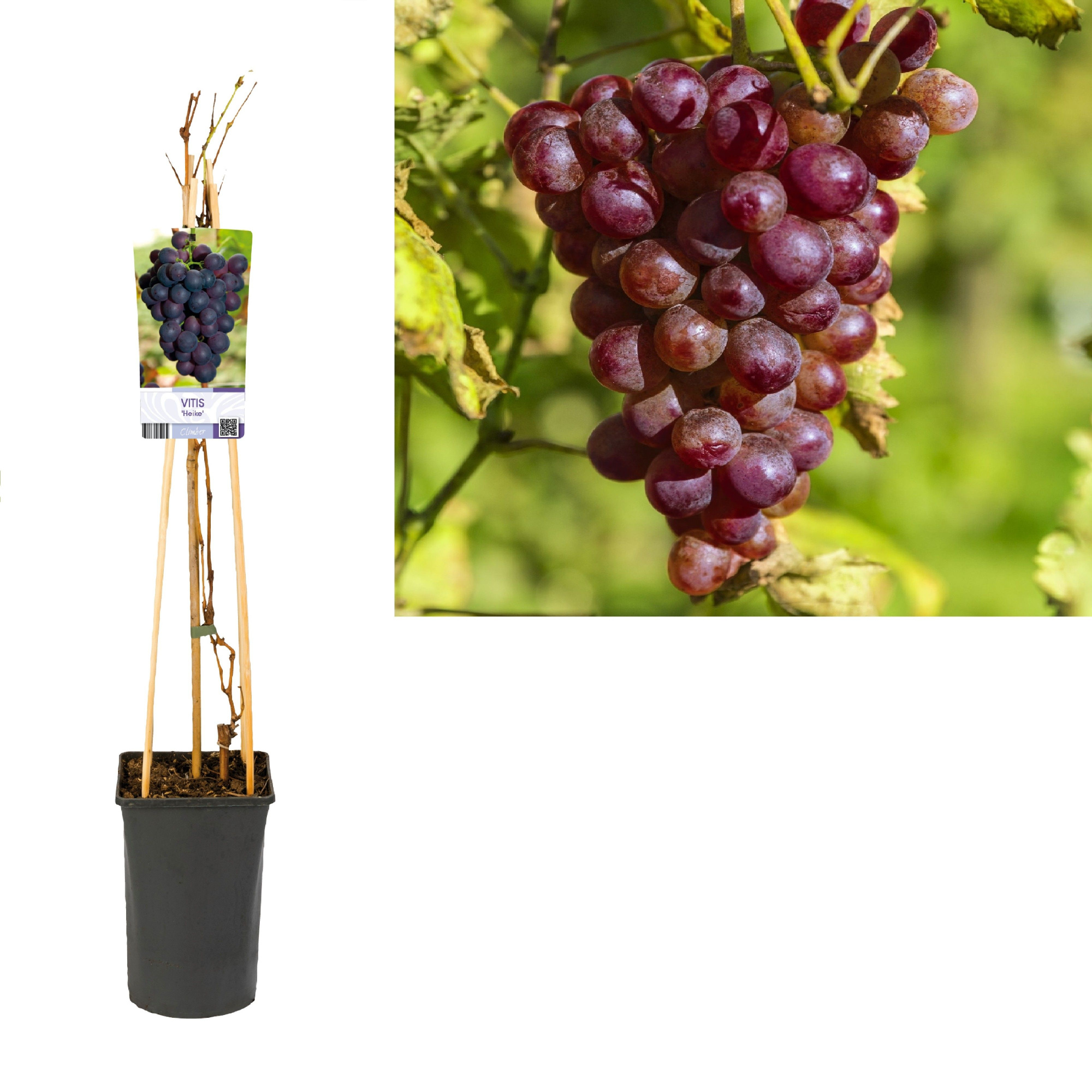 Vitis 'Heike' +light label, D 17