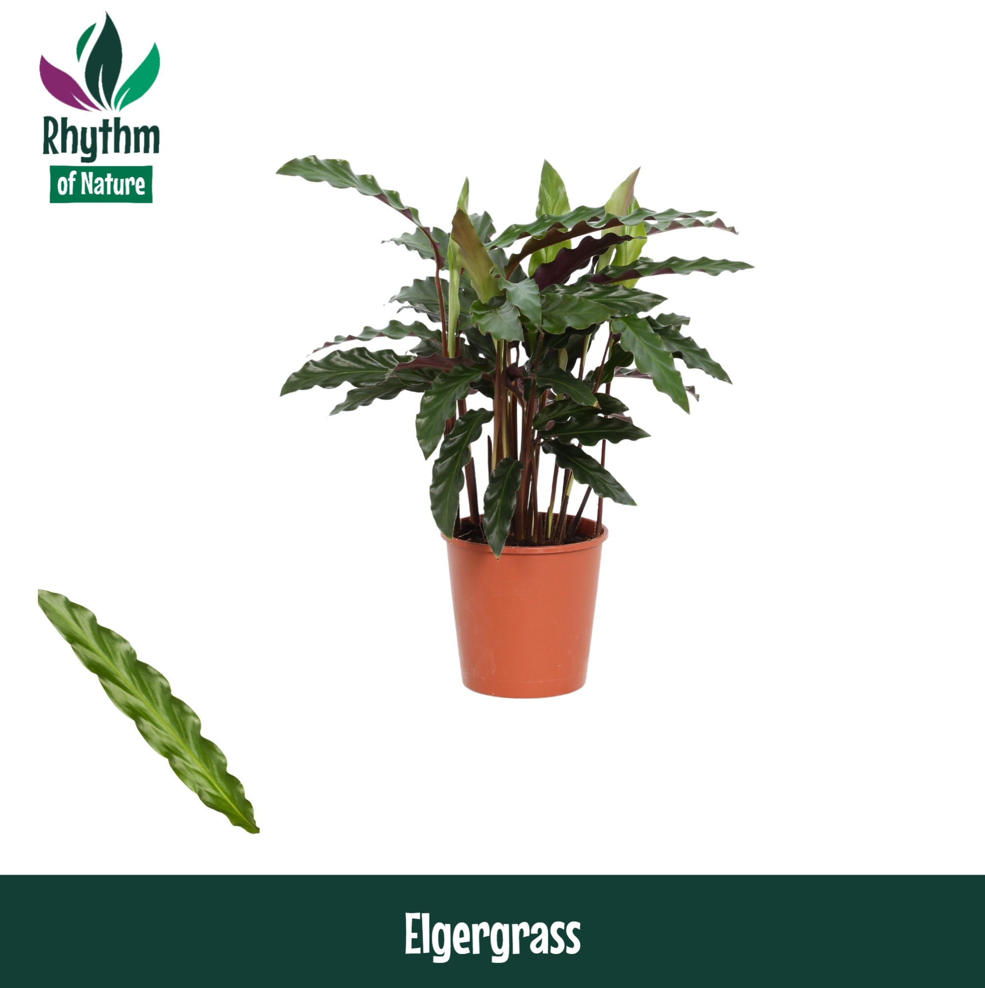 Calathea 12cm Elgergrass Rhythm of Nature, D 12 cm