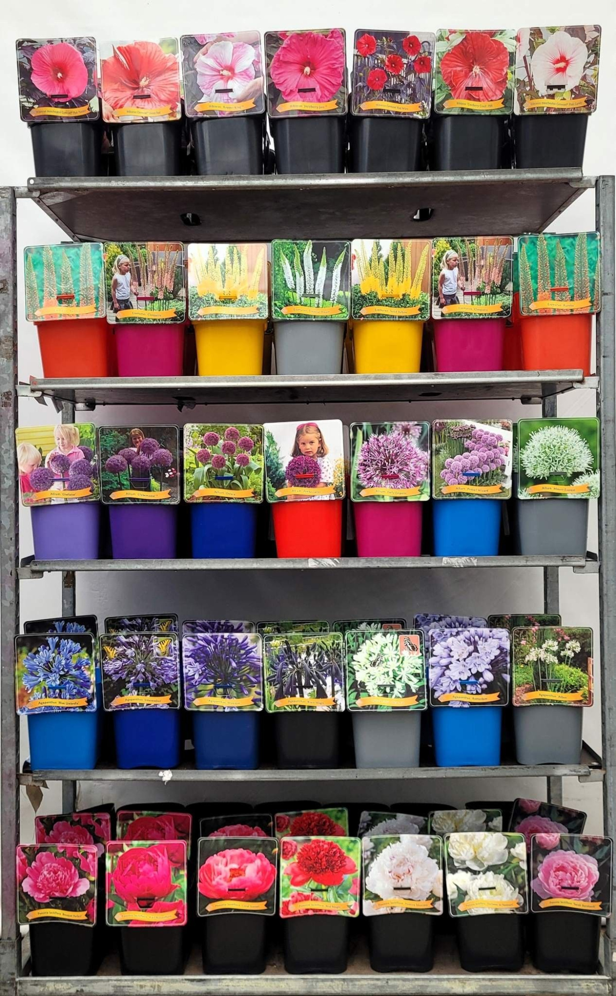 Vaste planten Mix CC 1 C5, D 21 cm