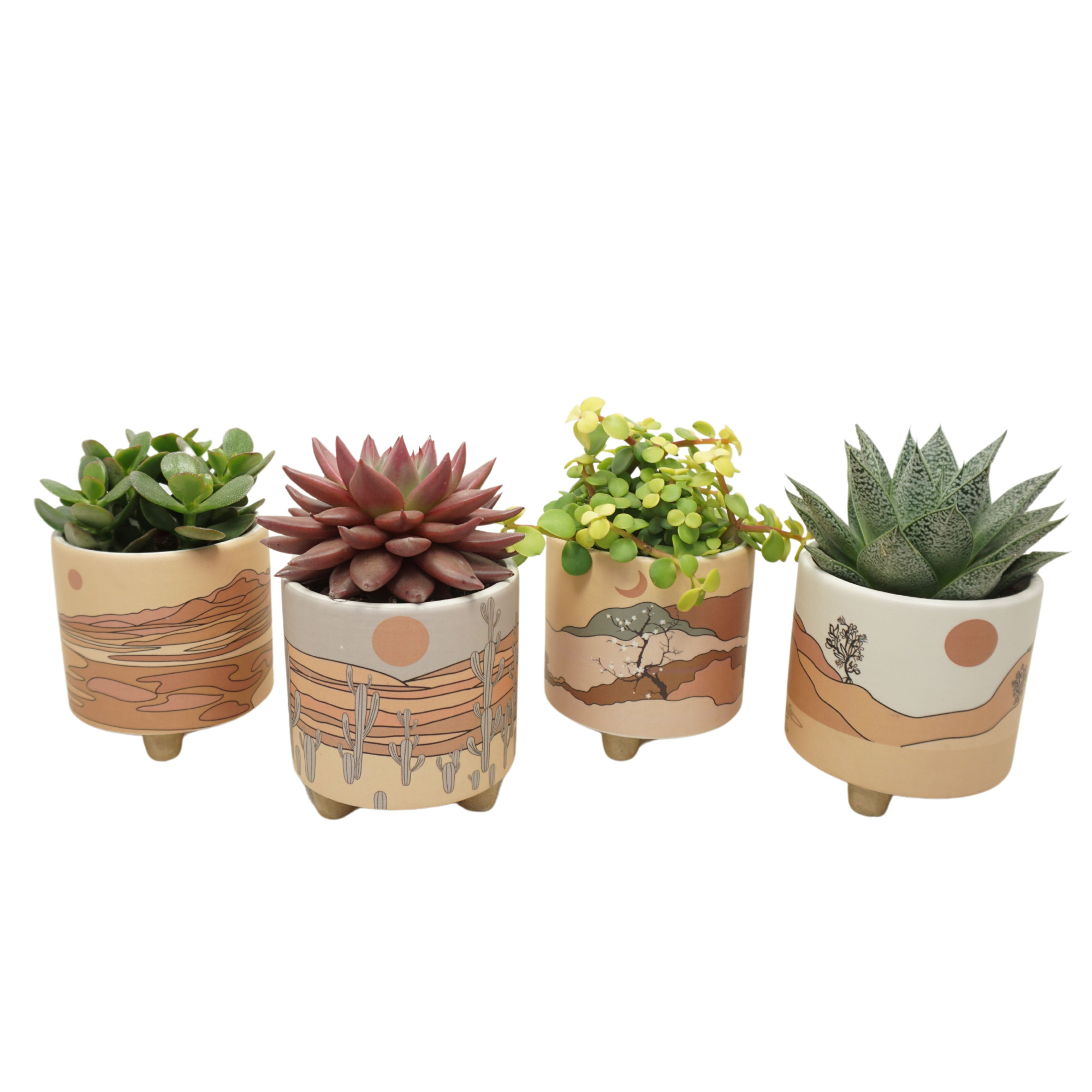 Succulent mix in 10 cm 'Palm Mar' sierpot, D 8,5 cm