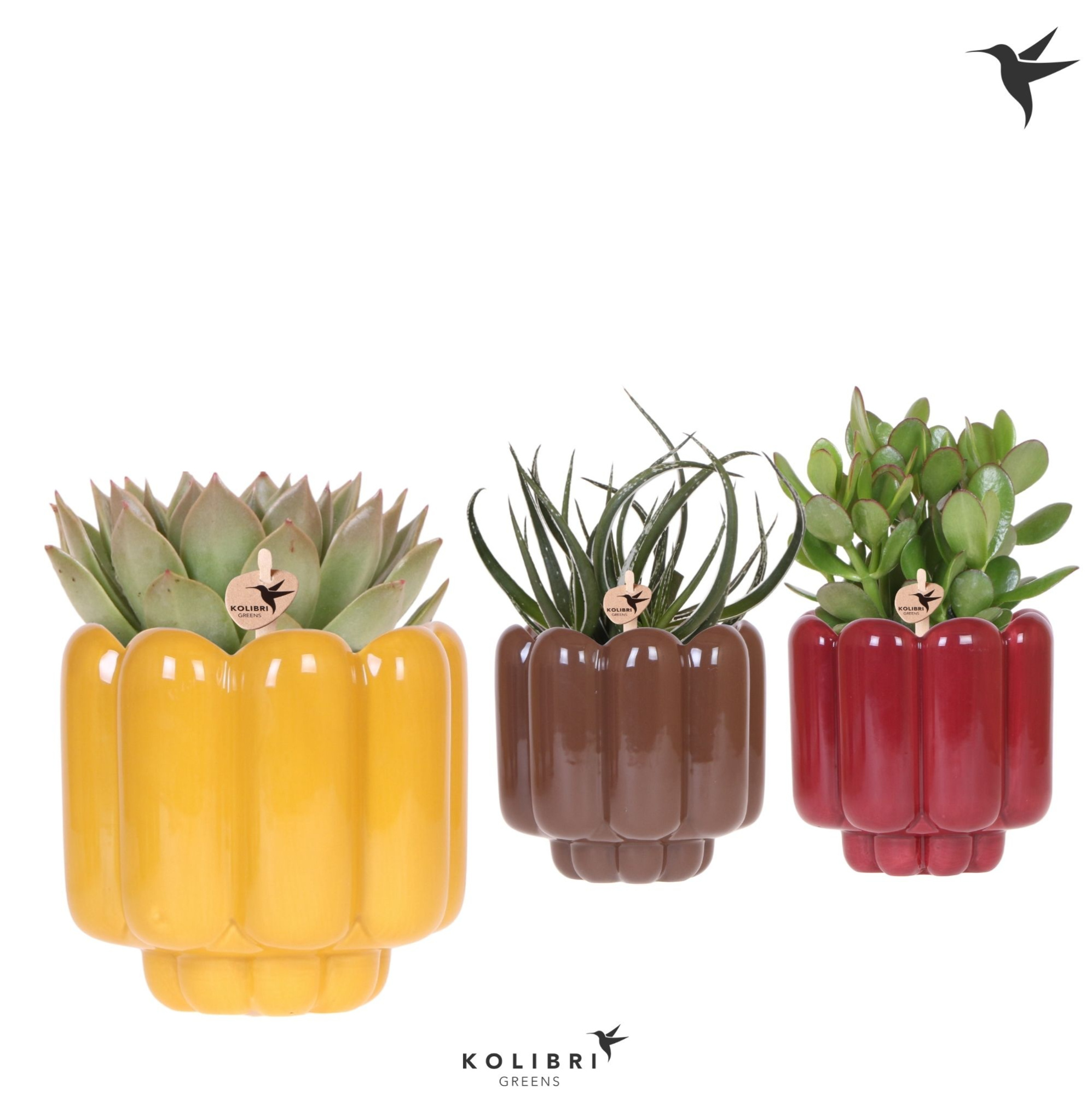 Kolibri Greens Succulenten mix in Retro pot yellow mix, D 12 cm