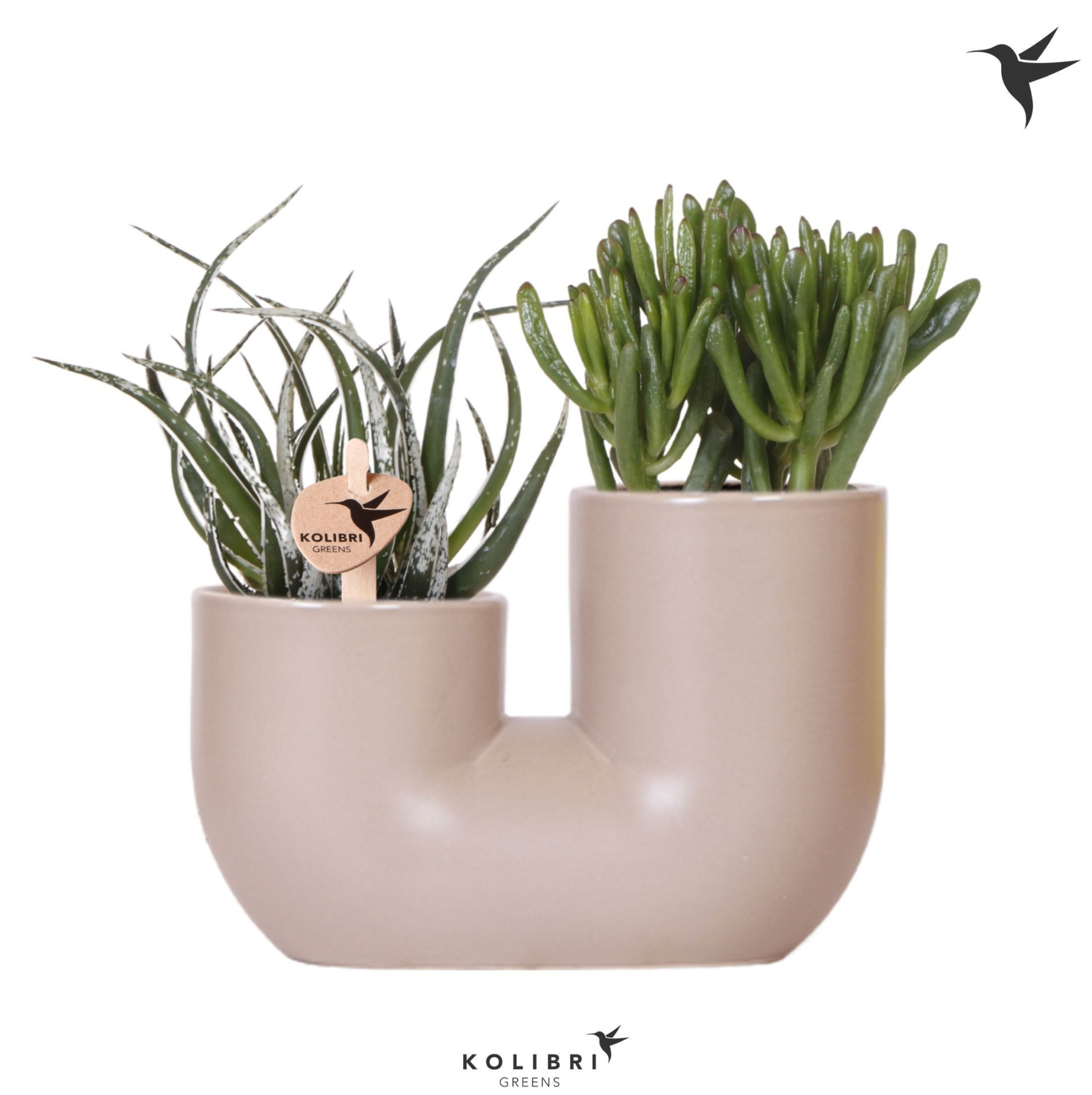 Kolibri Greens Succulenten mix in Tube pot sand, D 18 cm