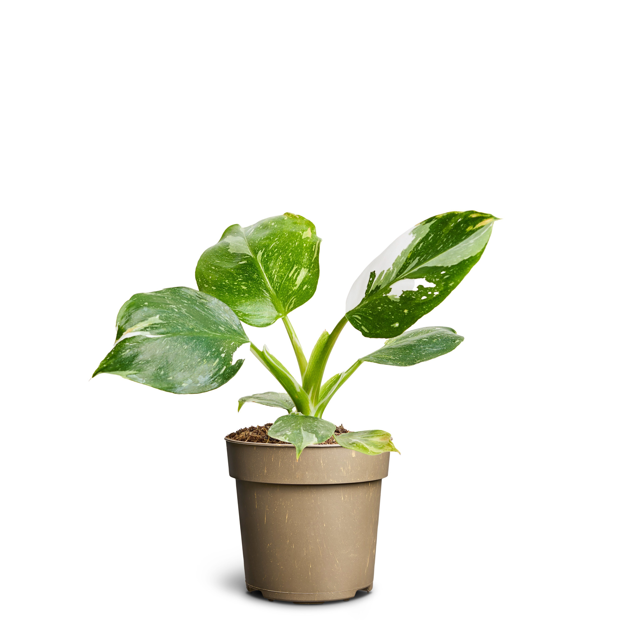 Philodendron ´White Wizard´, D 11