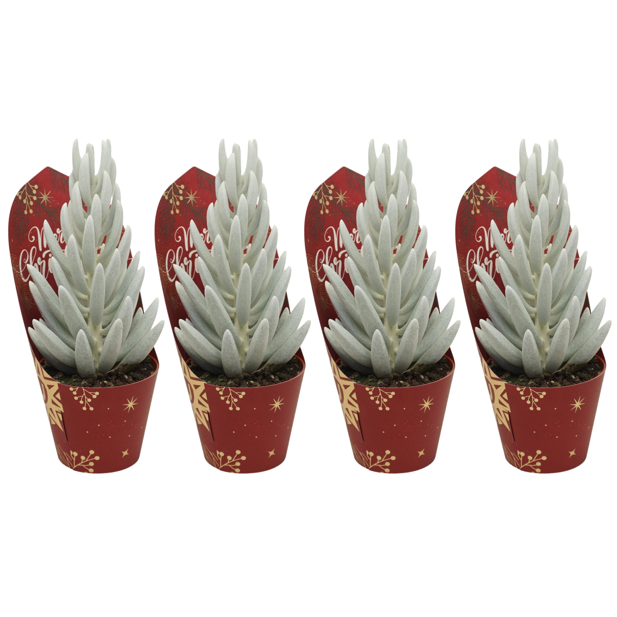 Senecio Mont Blanc 'natural' 8,5 cm in Kerst potcover, D 8,5 cm