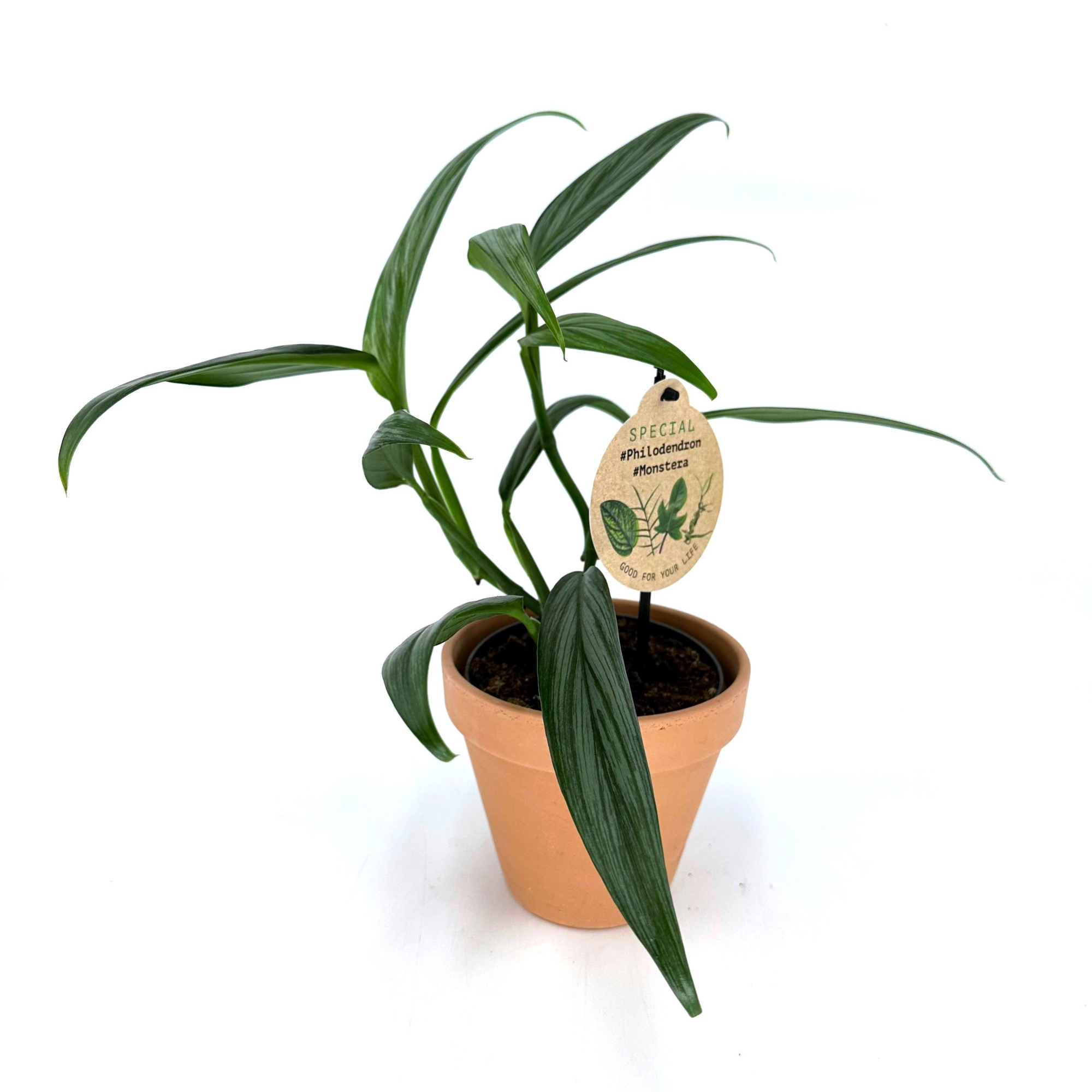 Epipremnum Amplissimum "Silver" w/claypot, D 13 cm