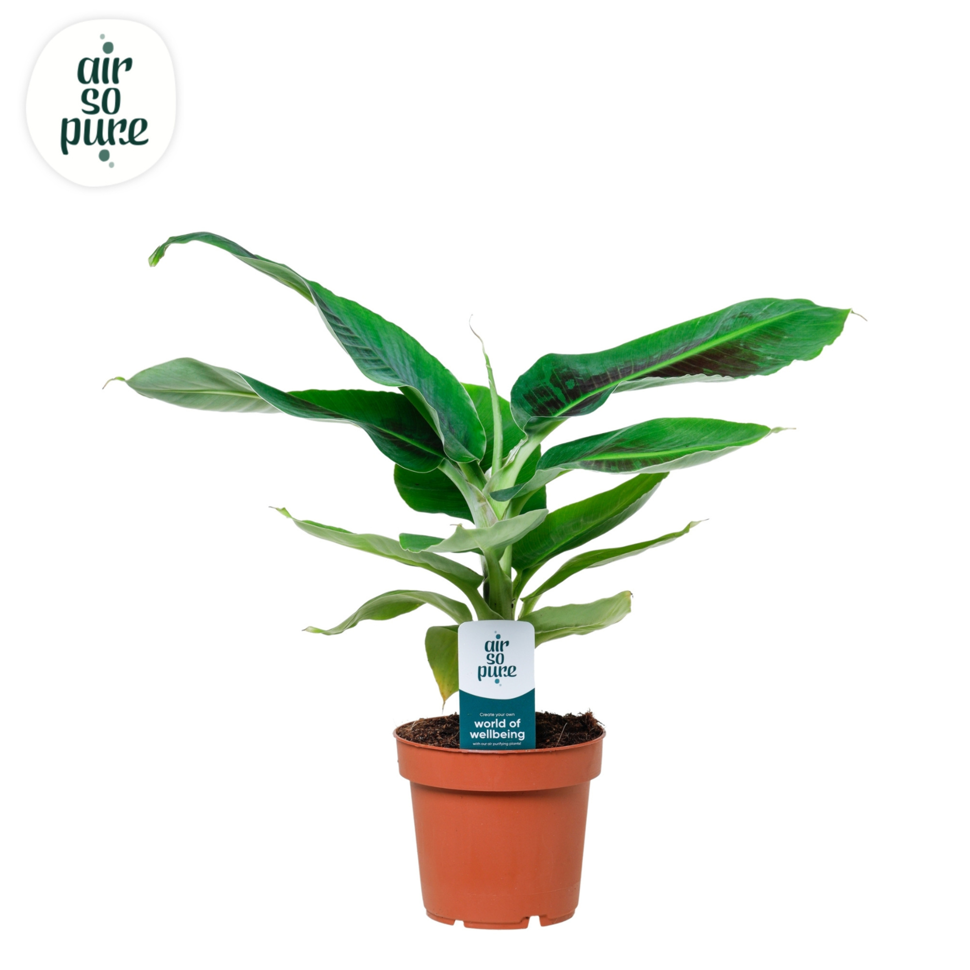 Musa Oriental Dwarf (zonder hoes), D 12 cm