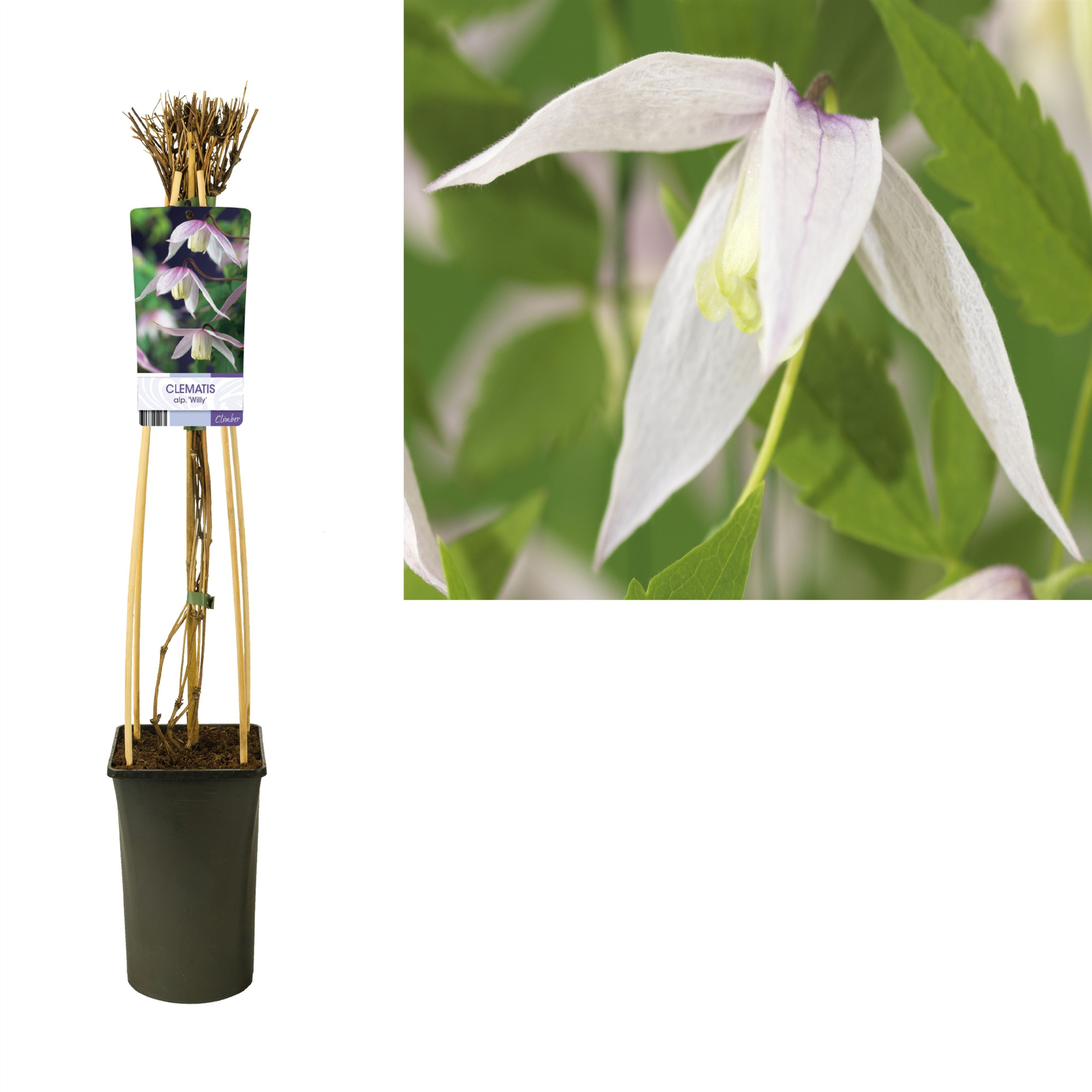 Clematis alp. 'Willy' +light label, D 17