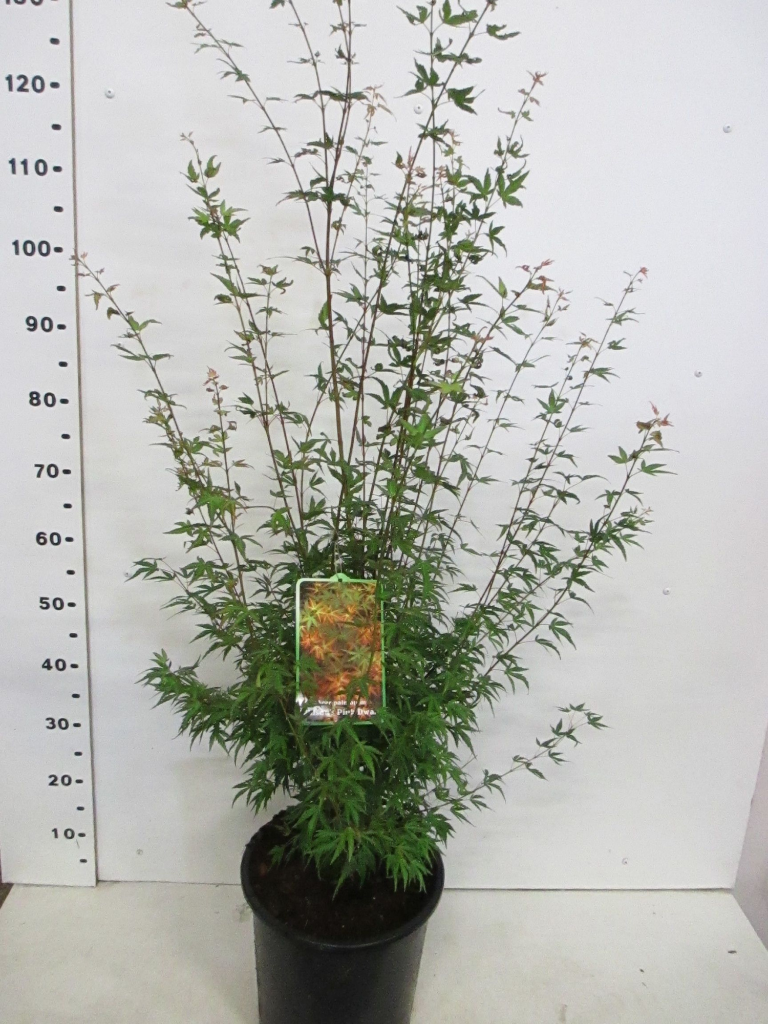 Acer palm. Wilson's Pink Dwarf, D 28