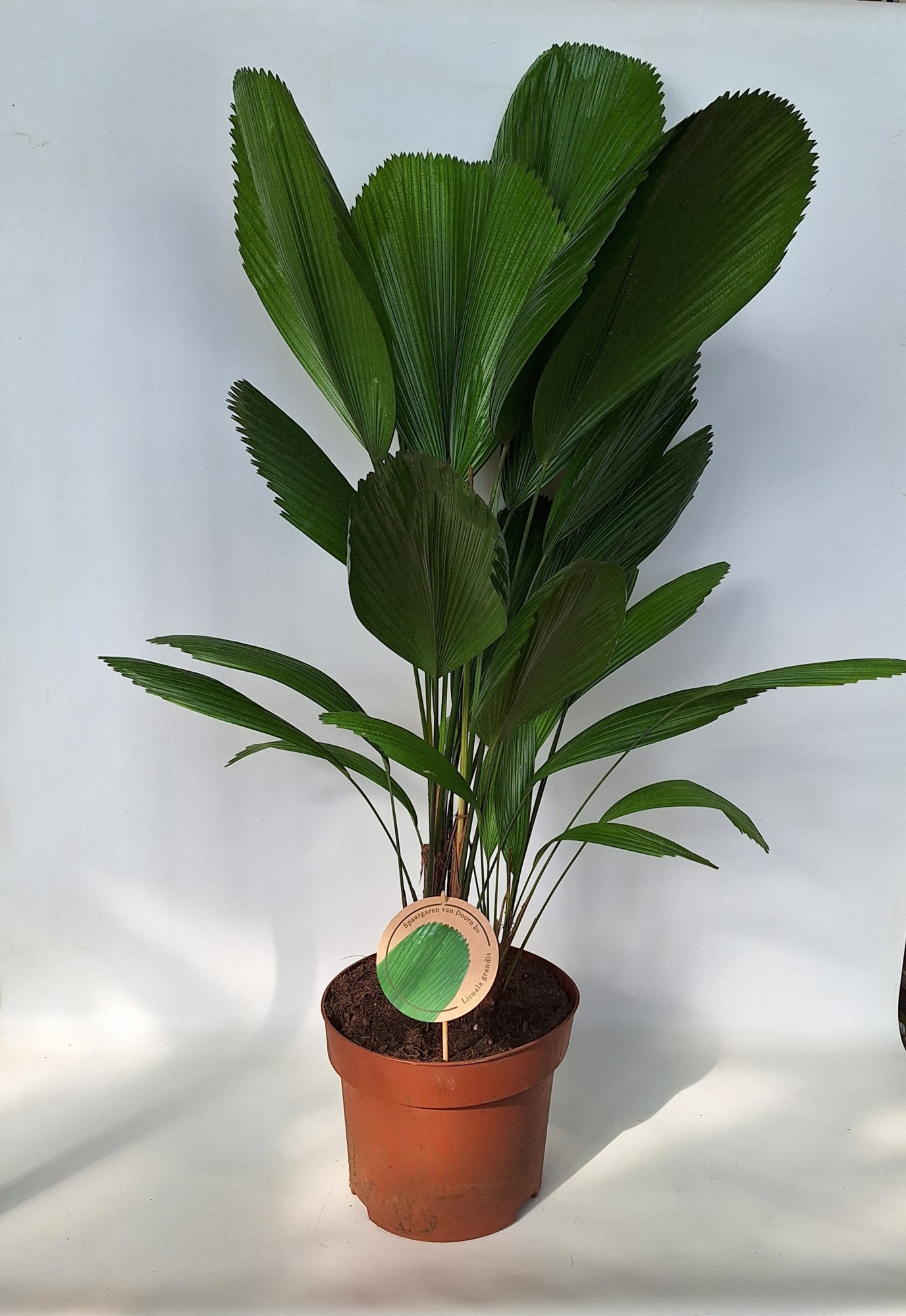 Licuala Grandis 29 cm kweekpot terracotta, D 29 cm