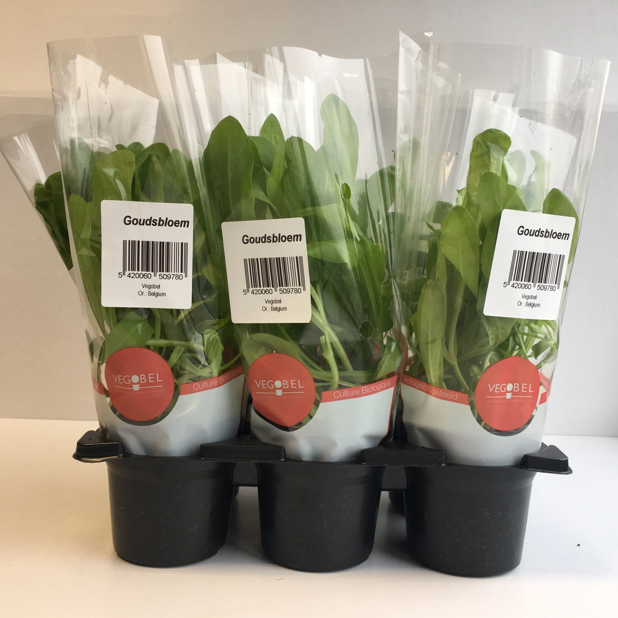 Goudsbloem P9, D 9 cm