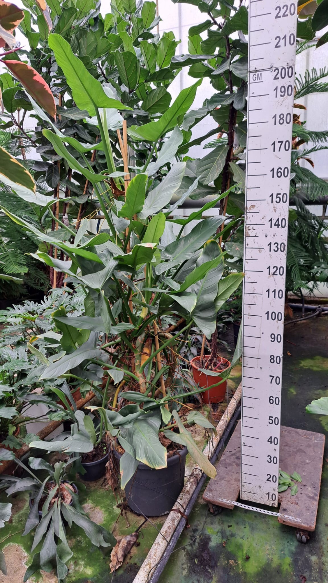 Philodendron Hastatum XXL nr1, D 40