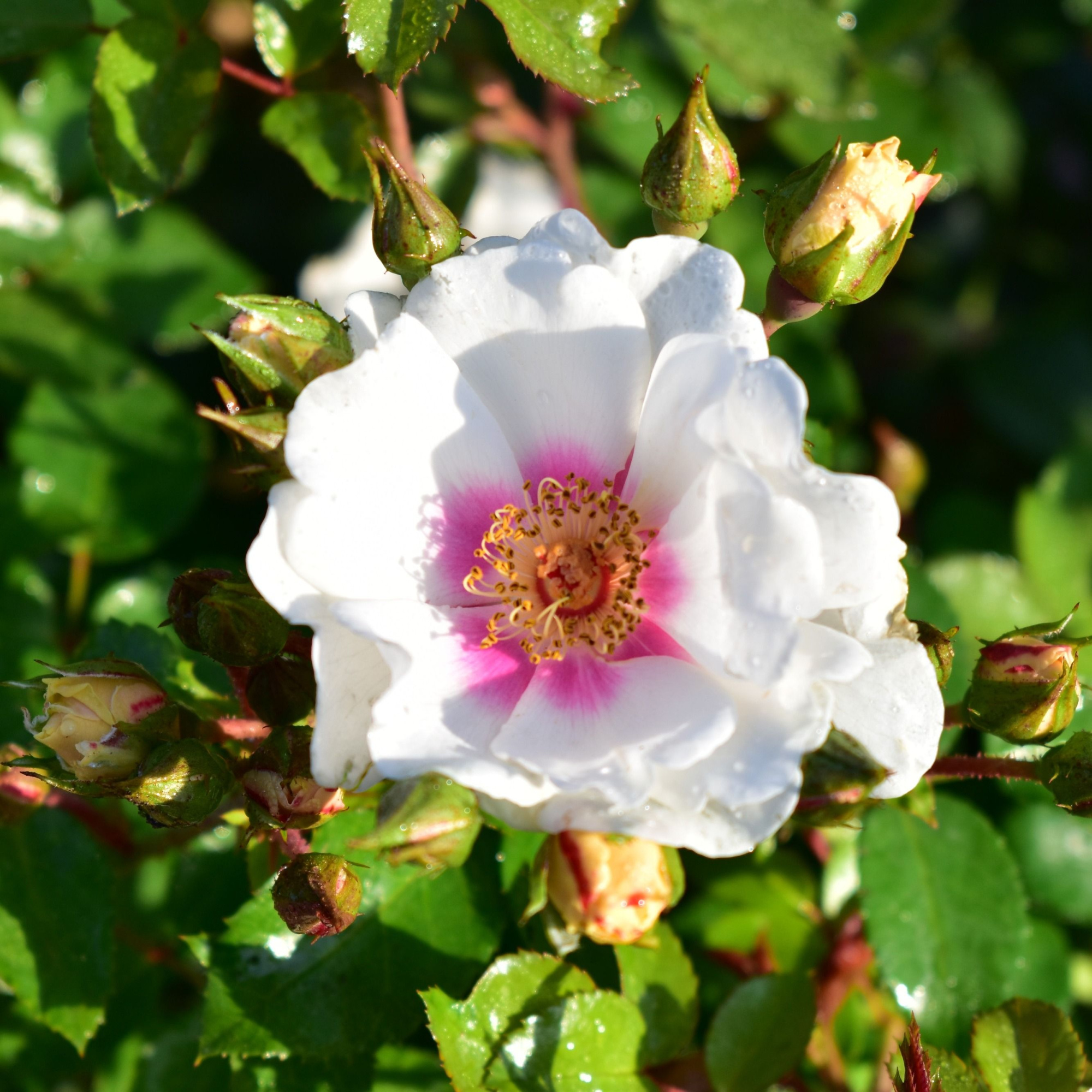 Rosa (Persica), Open your Eyes ®, C5, D 23