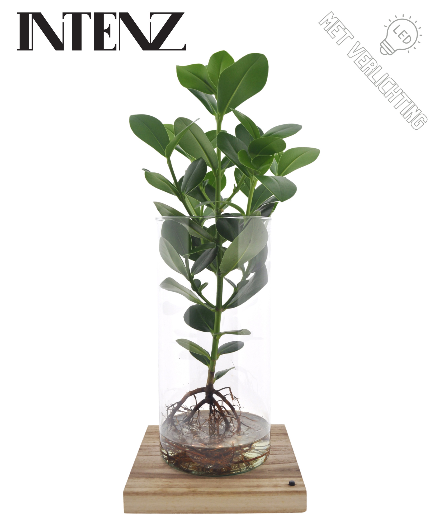 Clusia in Cylinder glas XXL - levertijd: 24 uur, D 17