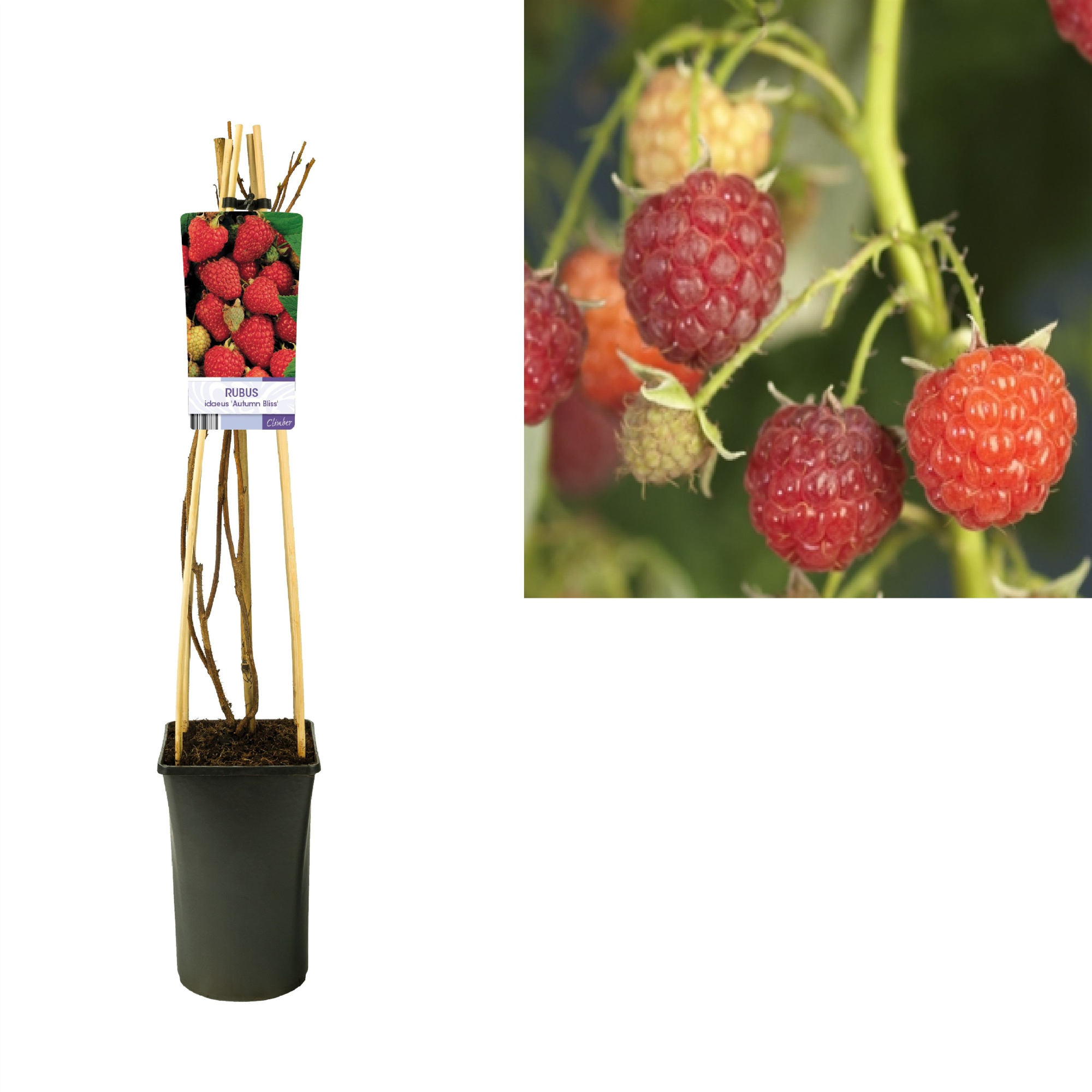 Rubus idaeus 'Autumn Bliss' +light label, D 17 cm