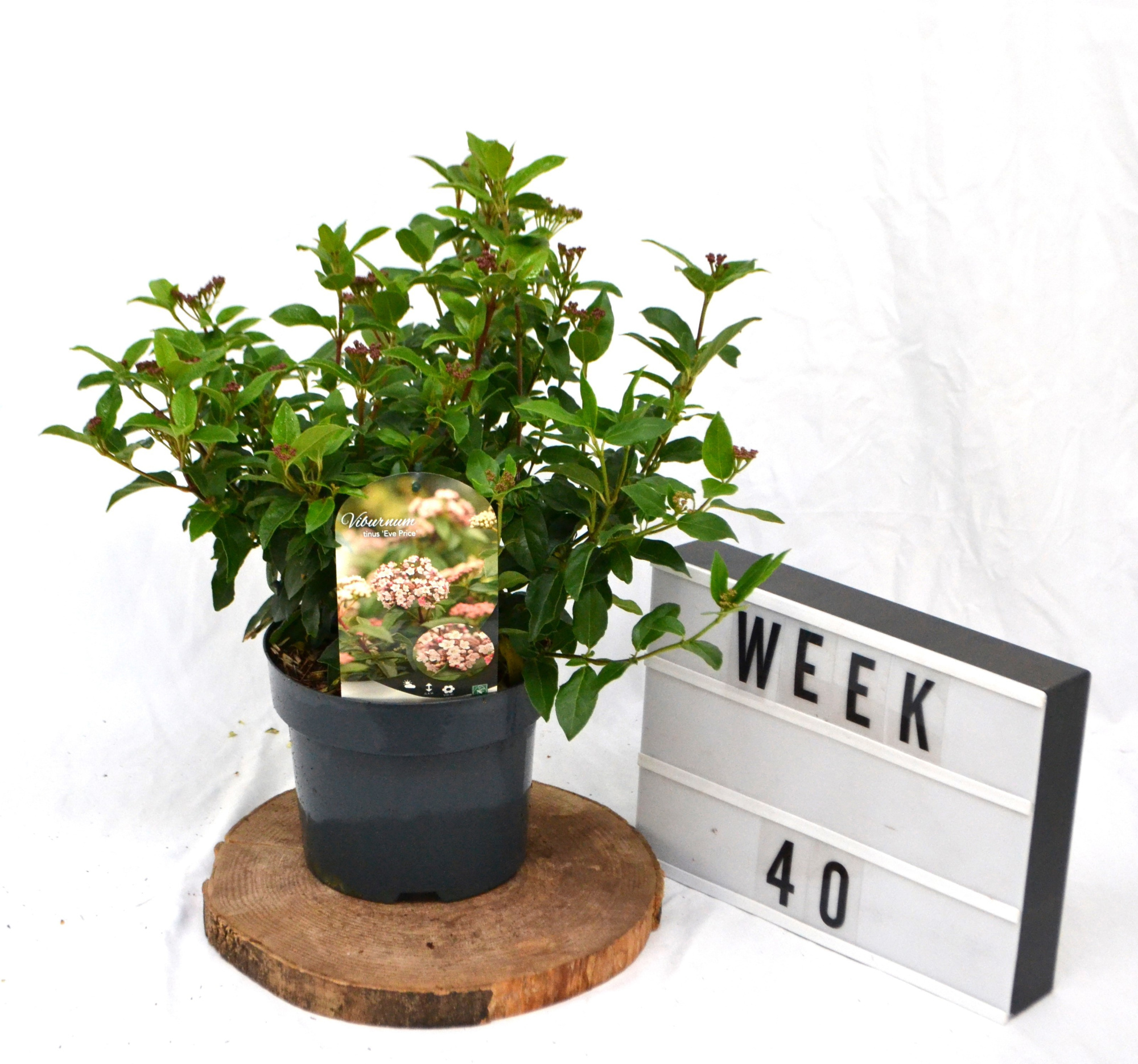 Viburnum tinus 'Eve Price' C3 30/40, D 19 cm