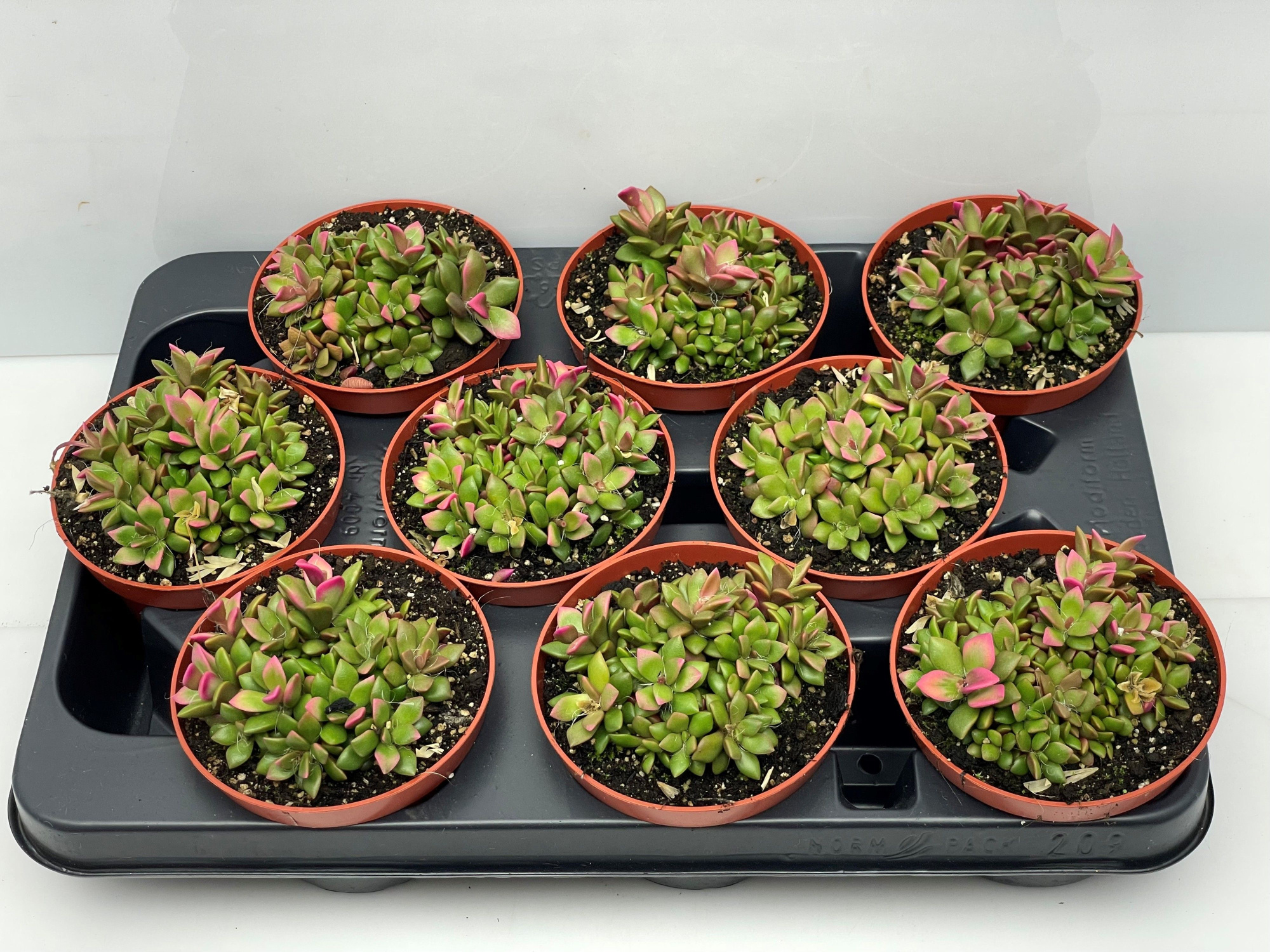 49 Pink Lips Anacampseros rufescens10,5 cm, D 10,5 cm