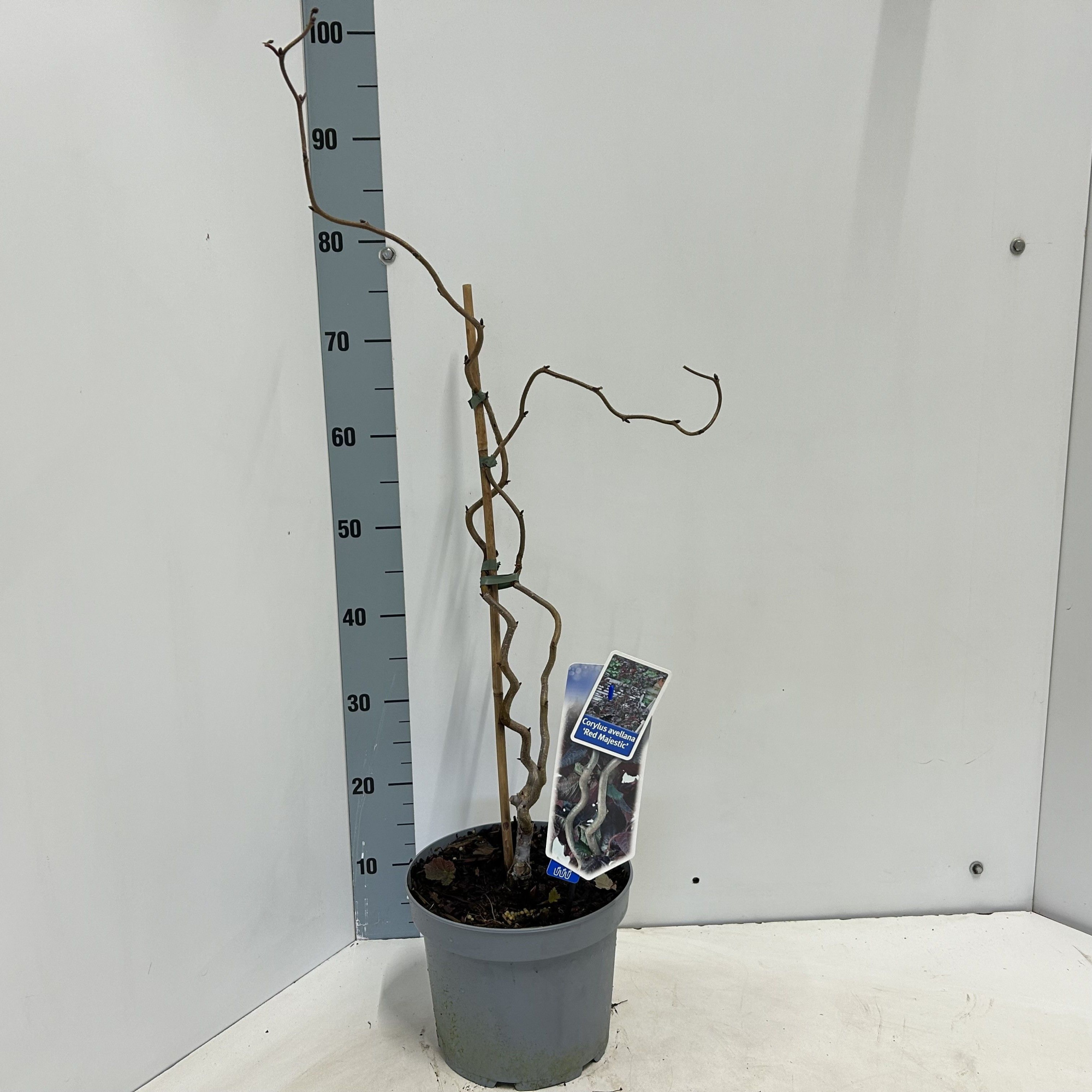 Corylus avellana 'Red Majestic', D 23