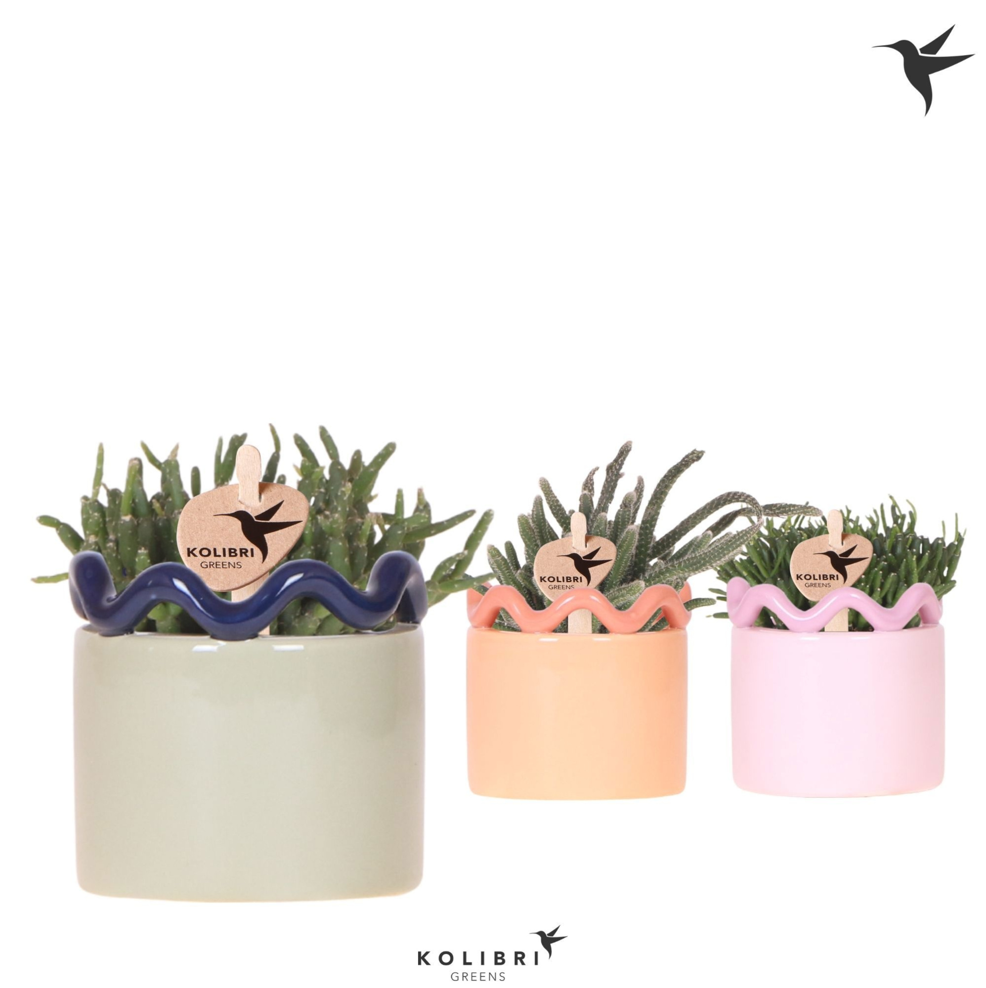 Kolibri Greens Rhipsalis mix in Funky pot mix, D 6