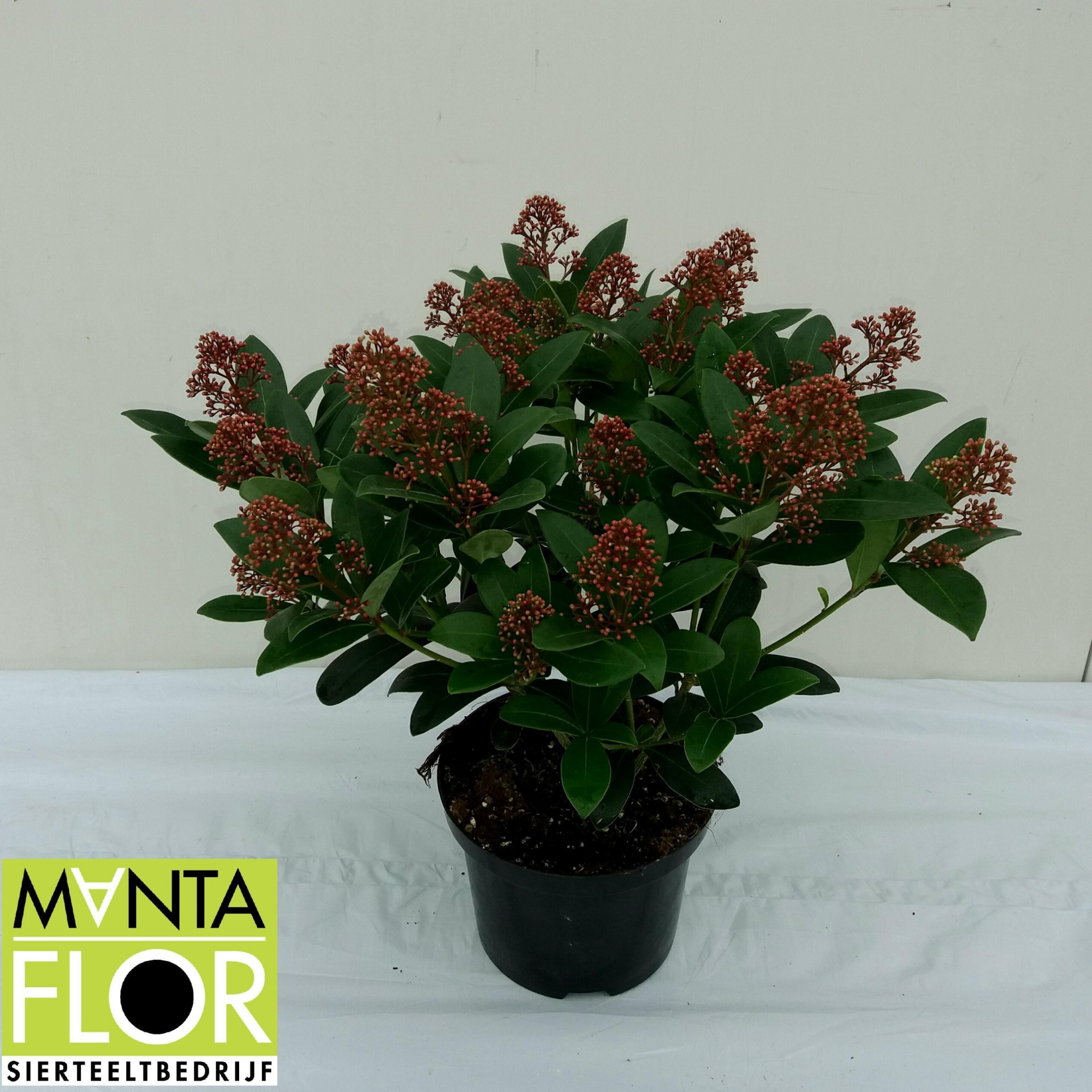Skimmia japonica 'Rubella' 15/20BLOEMEN, D 17