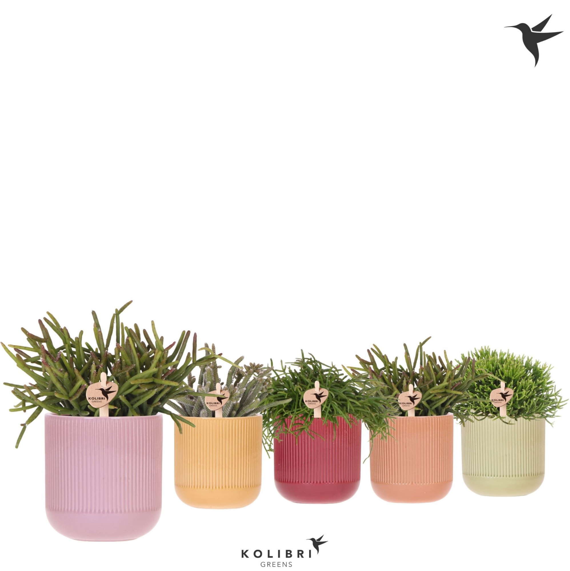 Kolibri Greens Rhipsalis mix in Flare pot mix, D 9