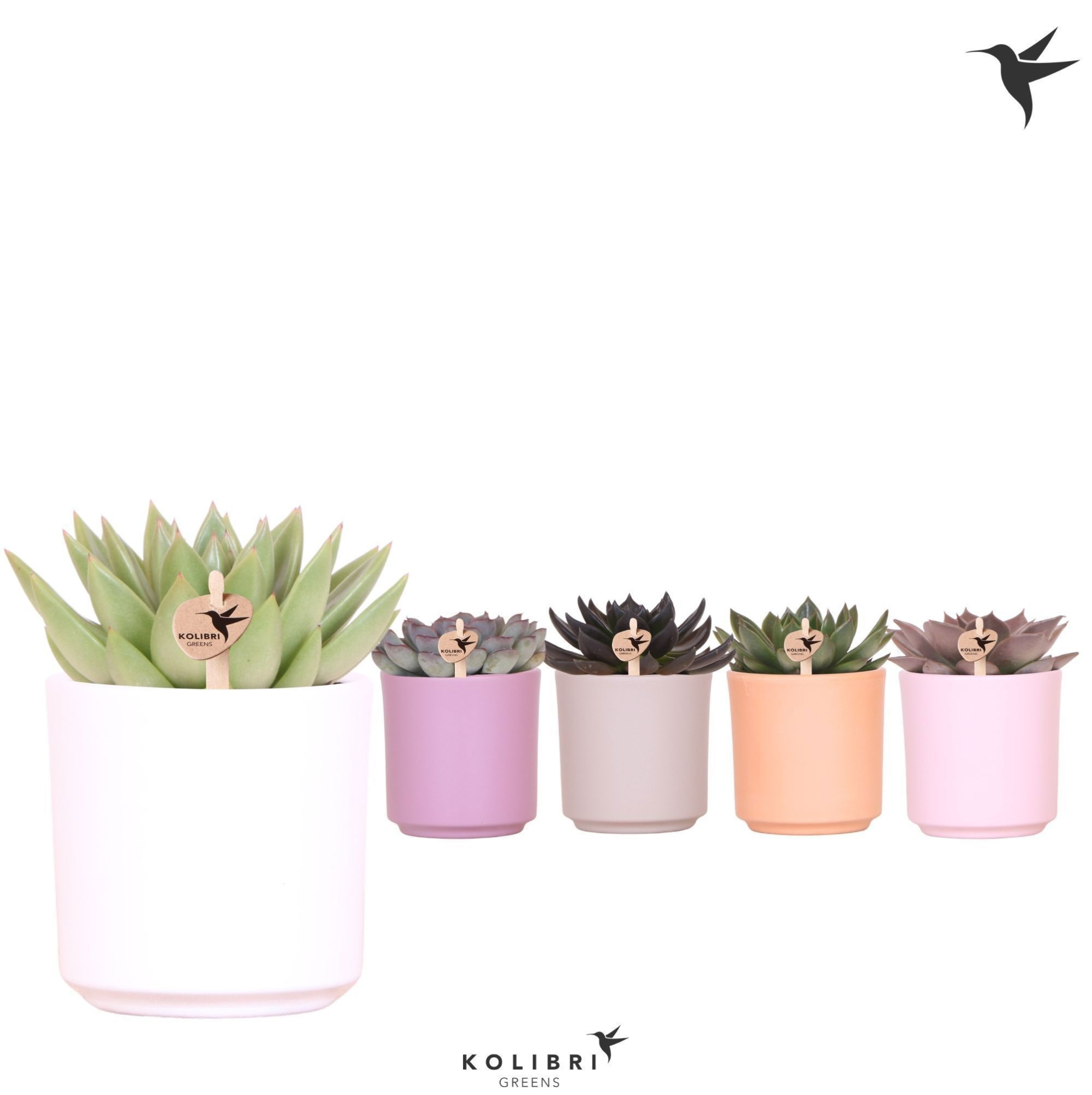 Kolibri Greens Echeveria mix in Simplicity pot mix, D 9 cm