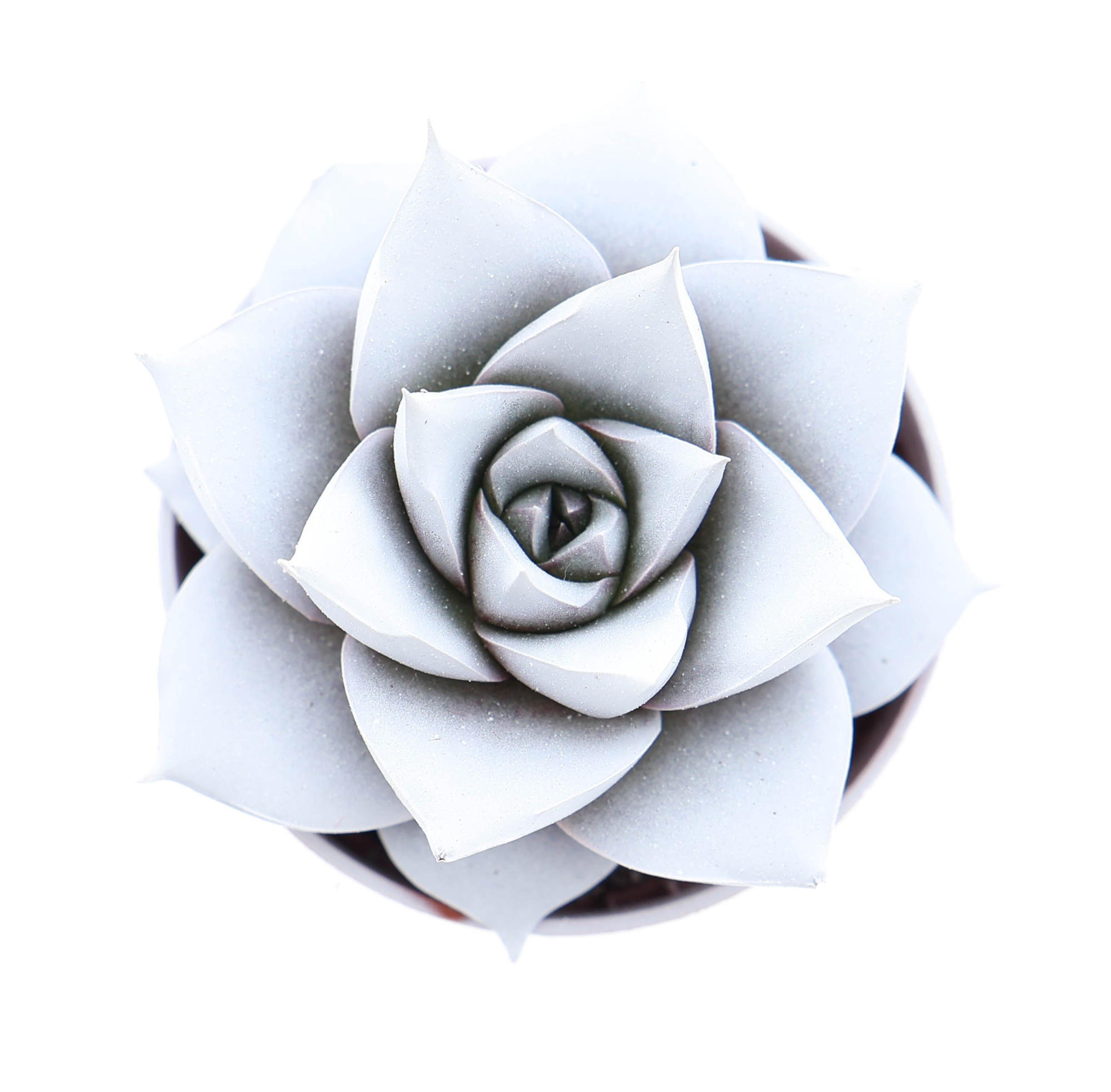 Rainbow purper white, D 5,5