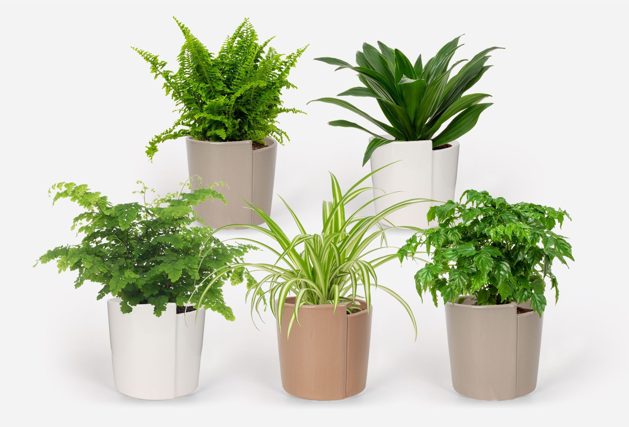 2025 - Groen Mix 12cm - Classic - Belenois, D 12 cm