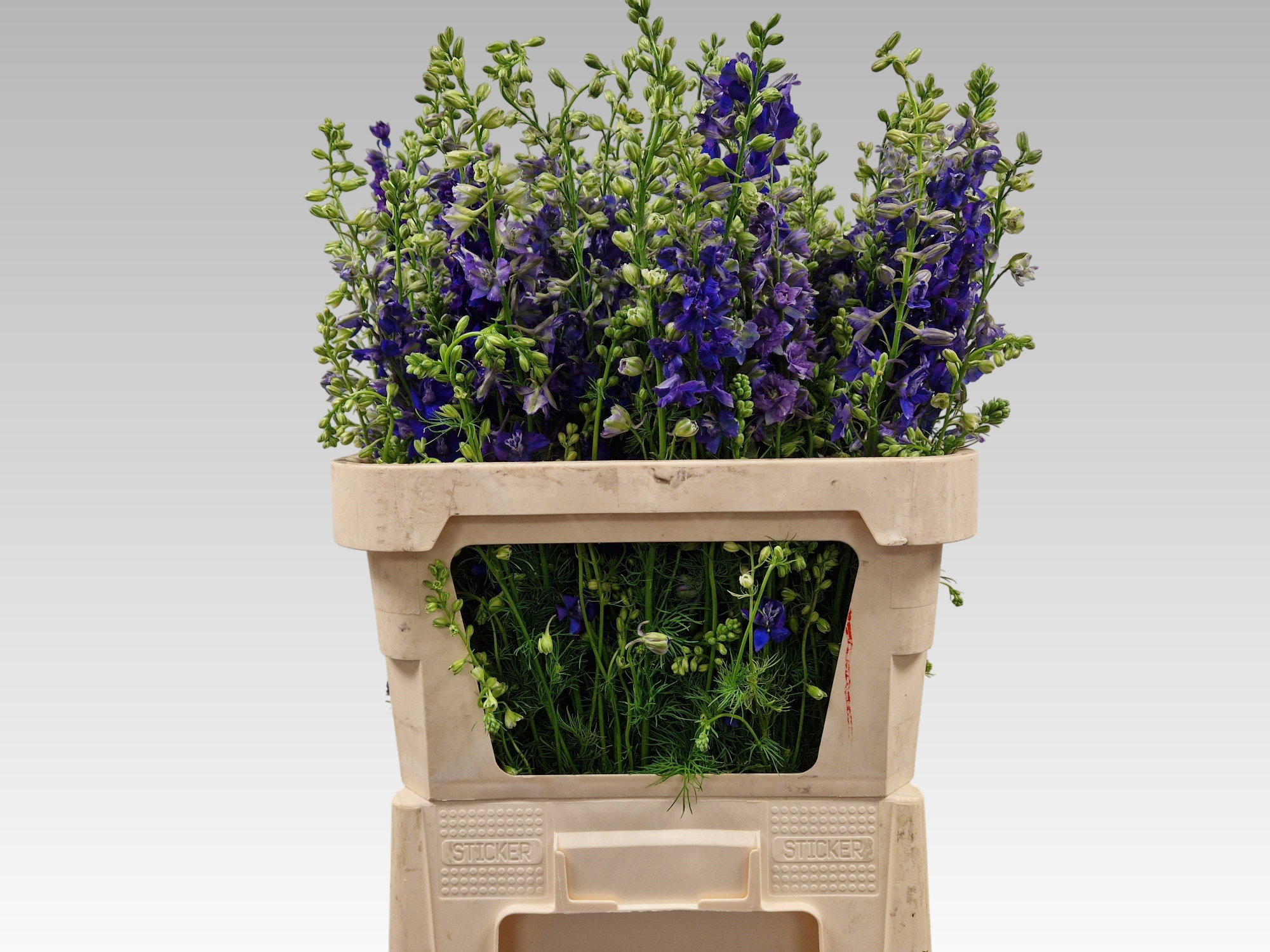 Консолида Кис Дарк Блю 90, шт.