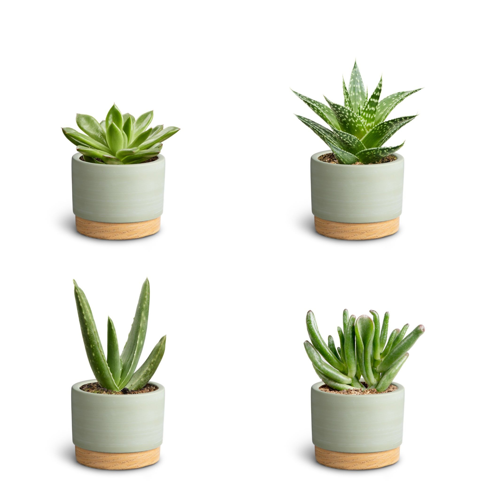 Woodbase Green, Succulent Collection, D 7