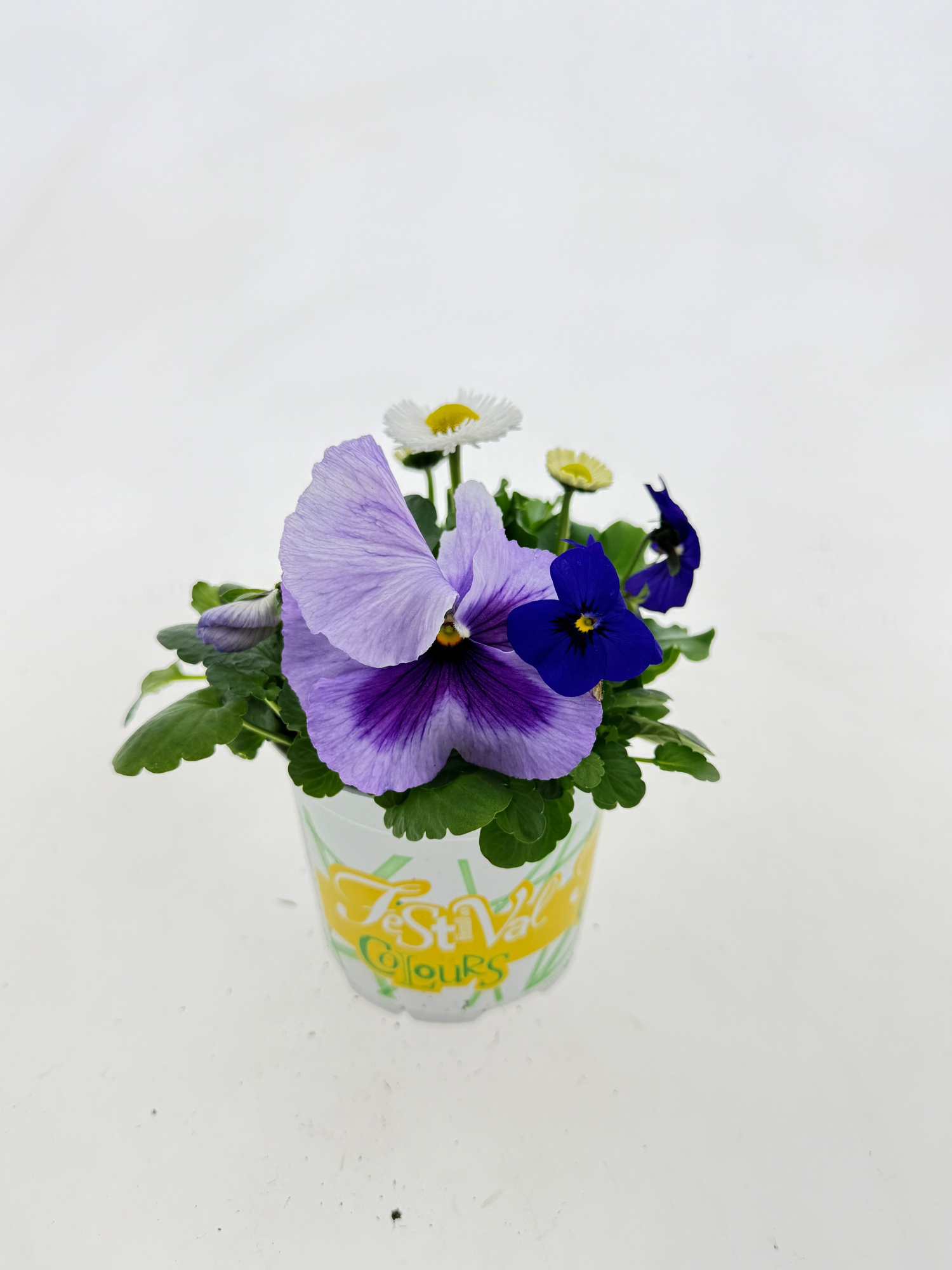 P12 Festival Colours Viola Parade lila, D 12